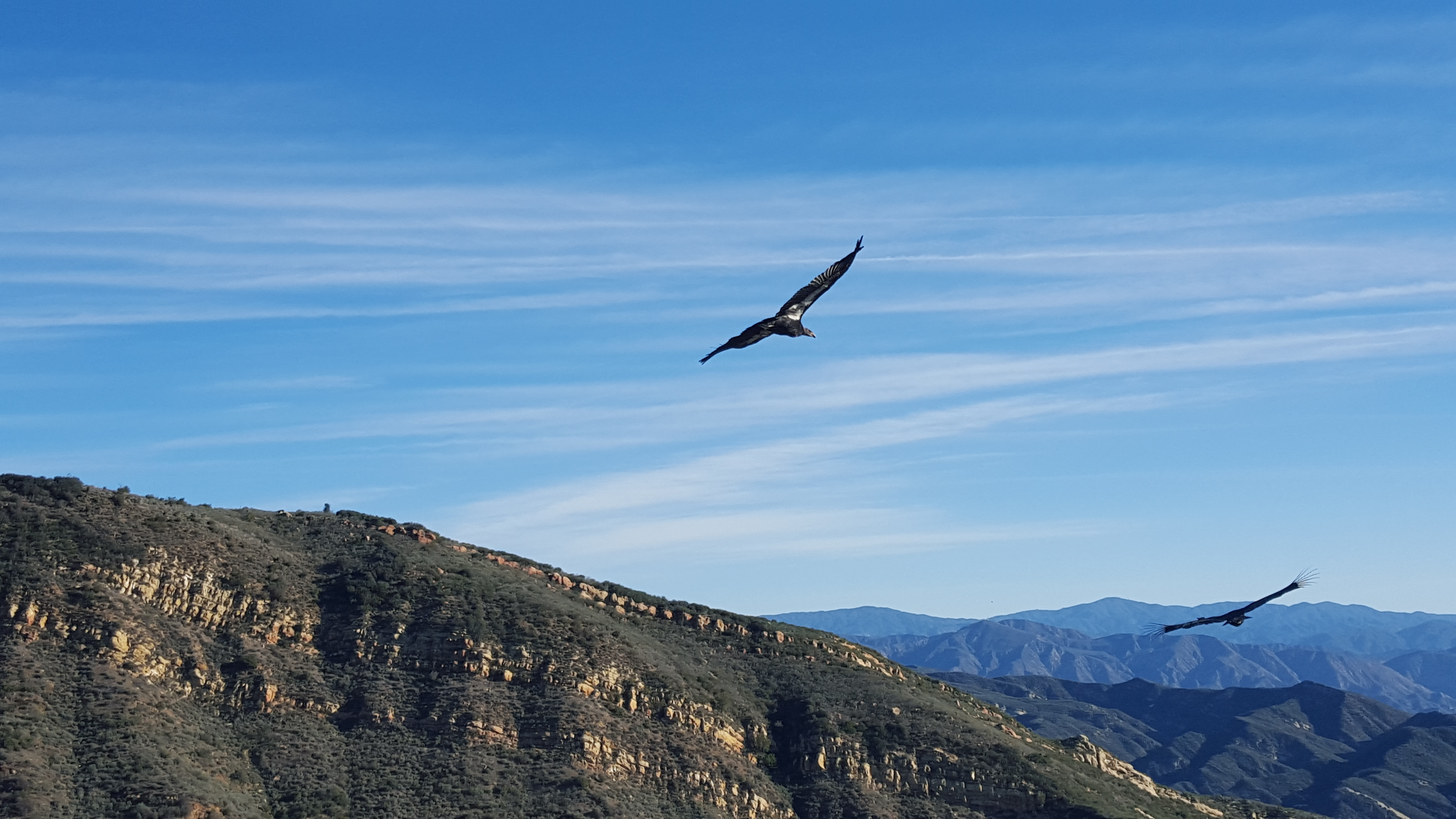 Two California condors soar in front of a blue sky above a rugged canyon ridge