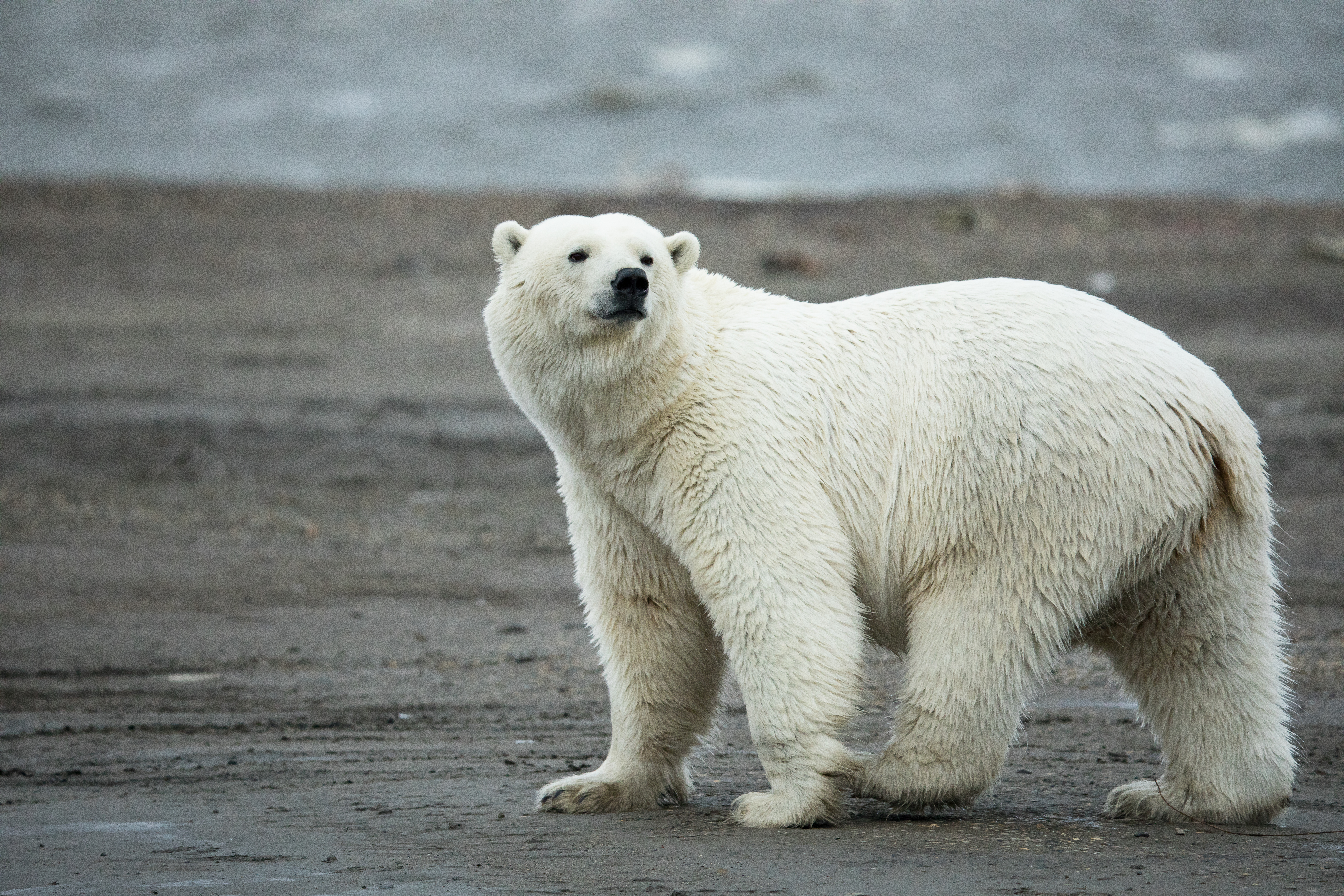 a polar bear in Alaska