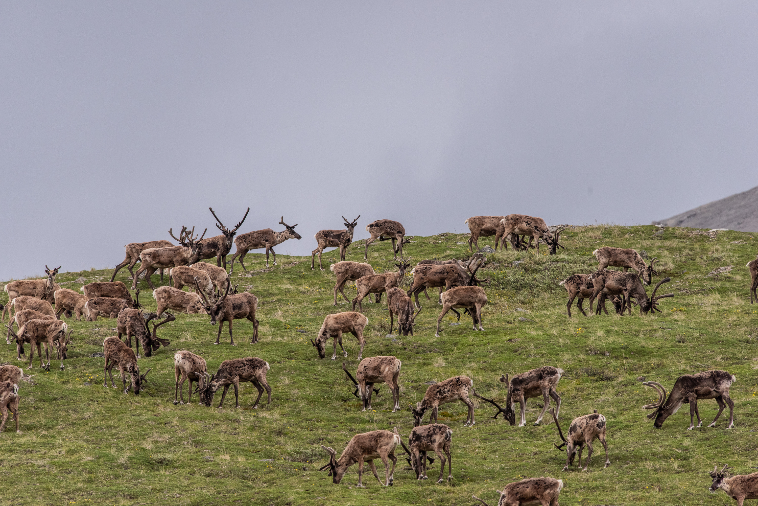 caribou herd in arctic national wildlife refuge