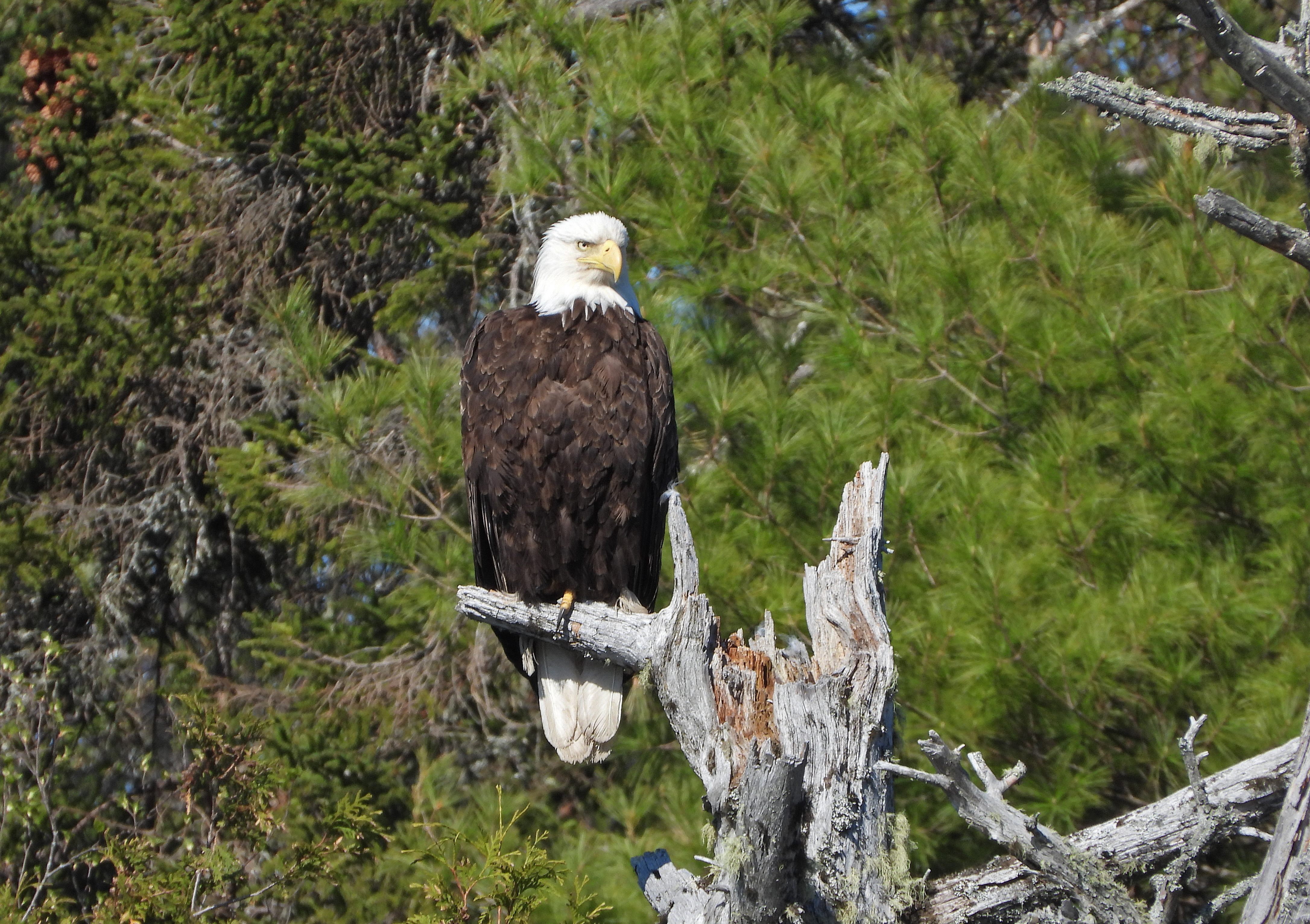 Majestic bald eagle perches above Howard Mill Flowage at Moosehorn National Wildlife Refuge