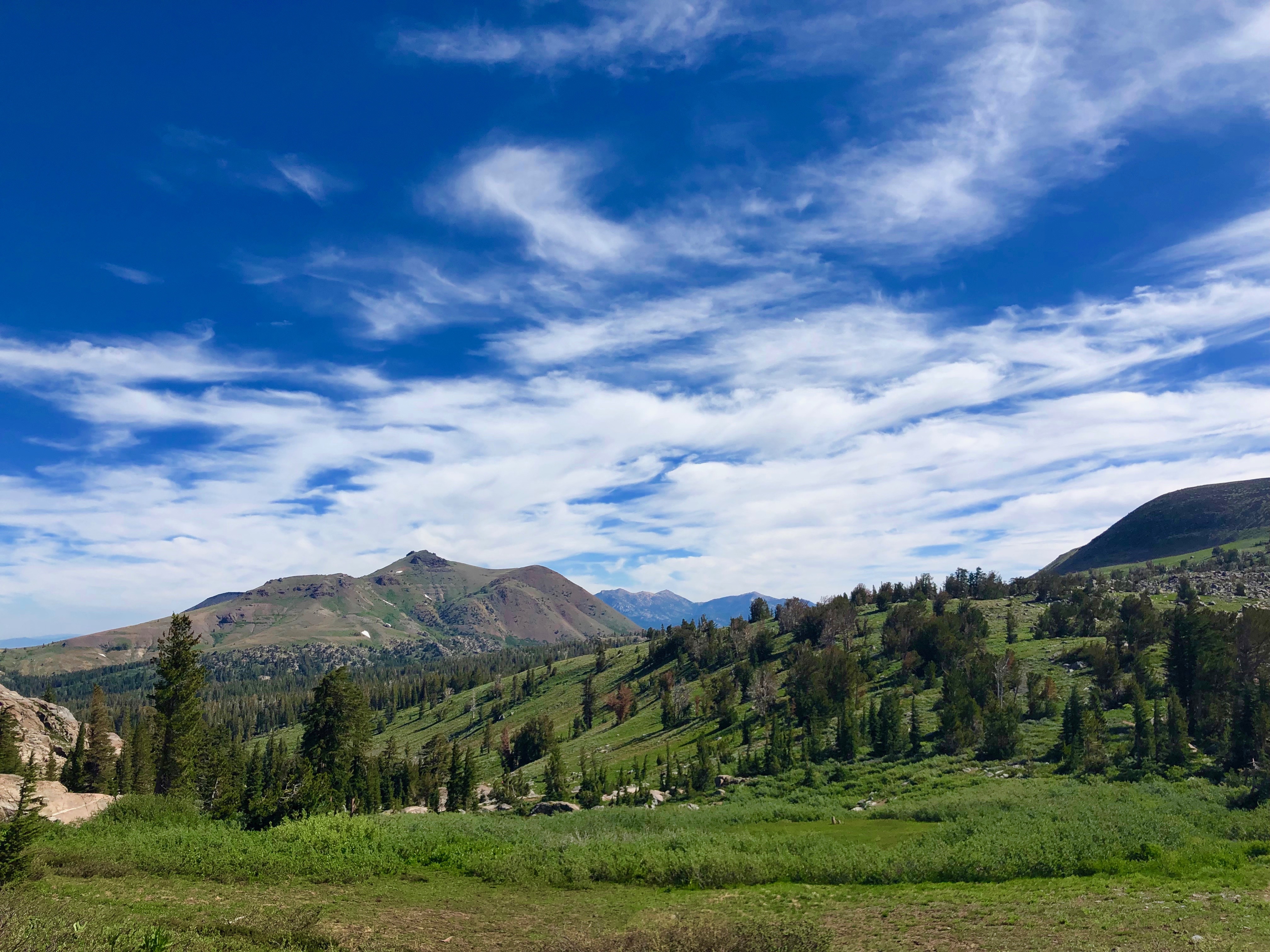 Mountains rise above a forest and meadow in the Eldorado National Forest
