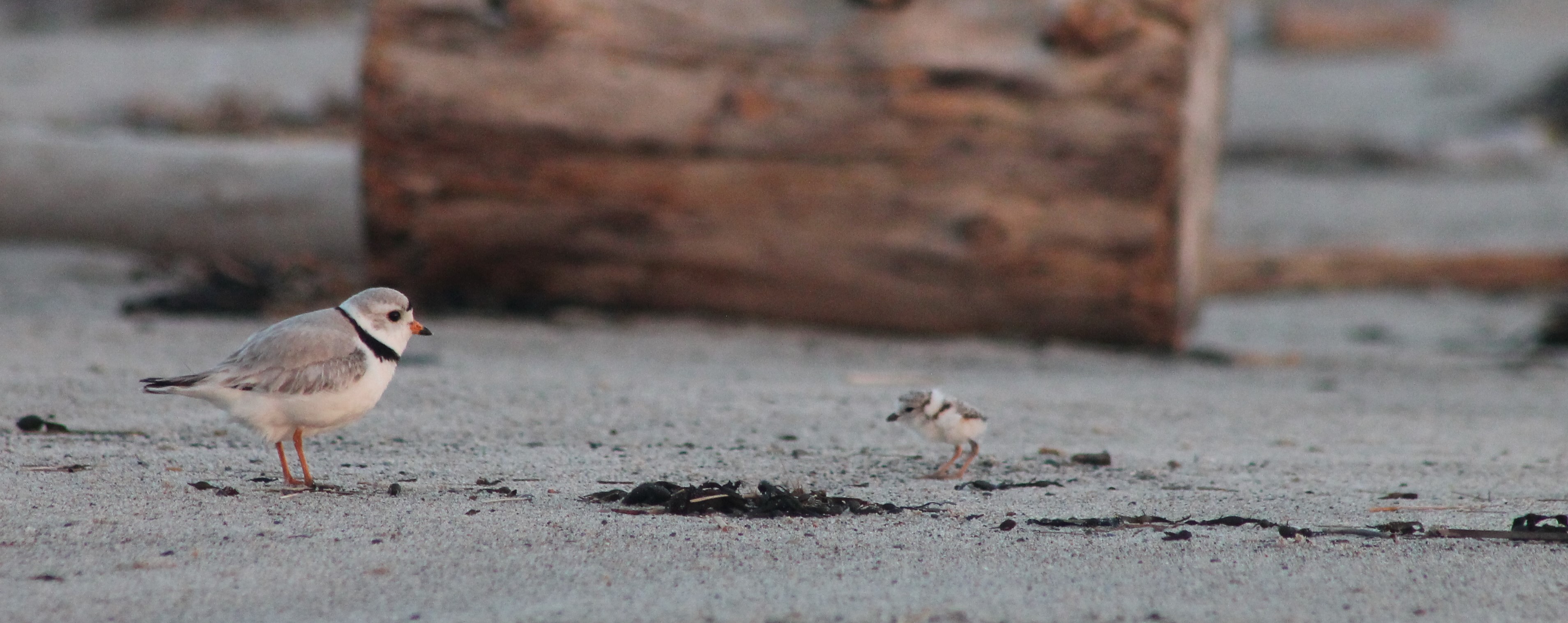 Piping plover adult and chick on beach at Rachel Carson National Wildlife Refuge