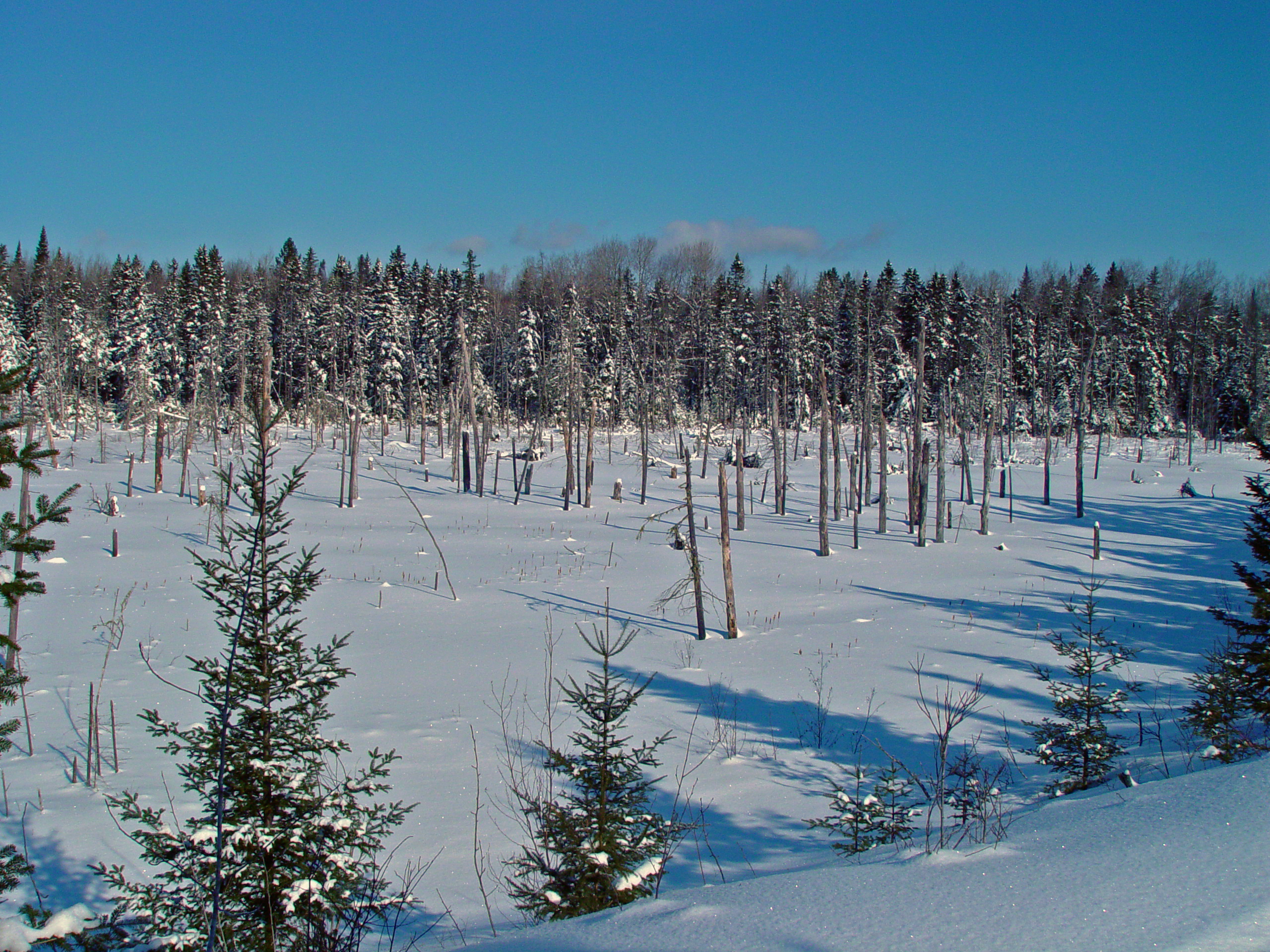 Winter landscape in far northern landscape at Aroostook National Wildlife Refuge