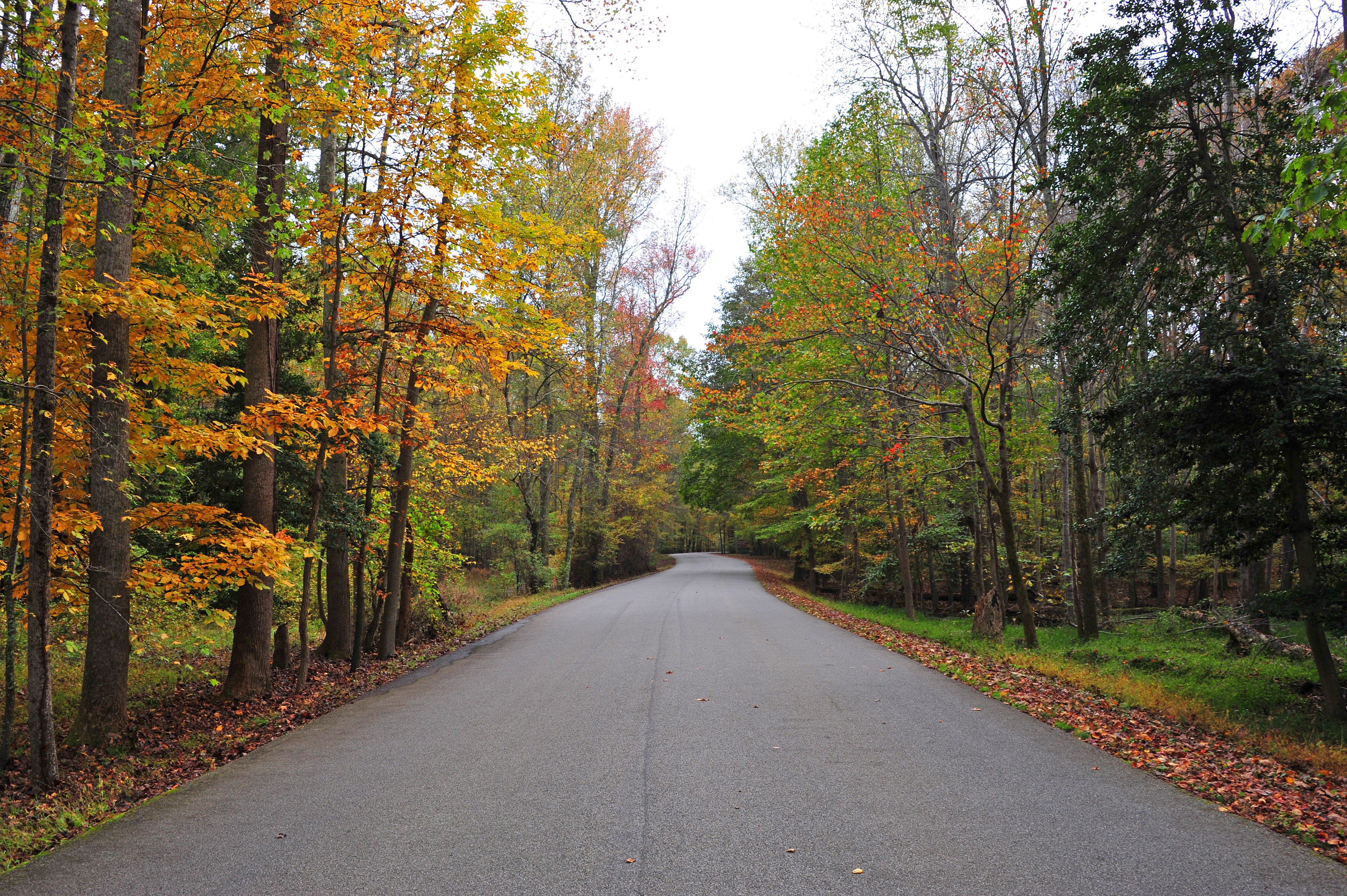 A view down a paved road, flanked by trees with yellow, green and red foliage.