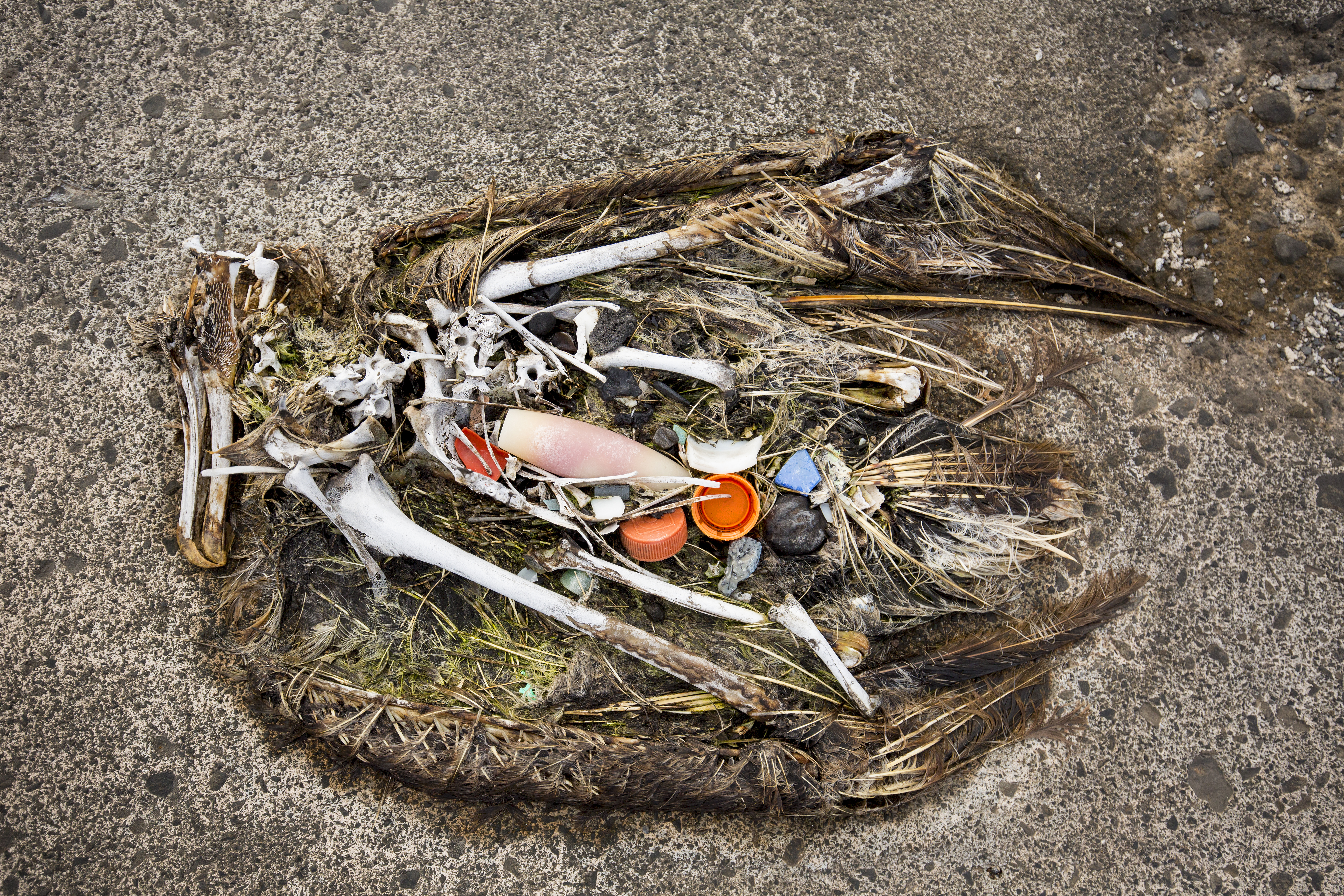 A Laysan albatross lies dead on the sand, its stomach filled with plastic debris that it swallowed.