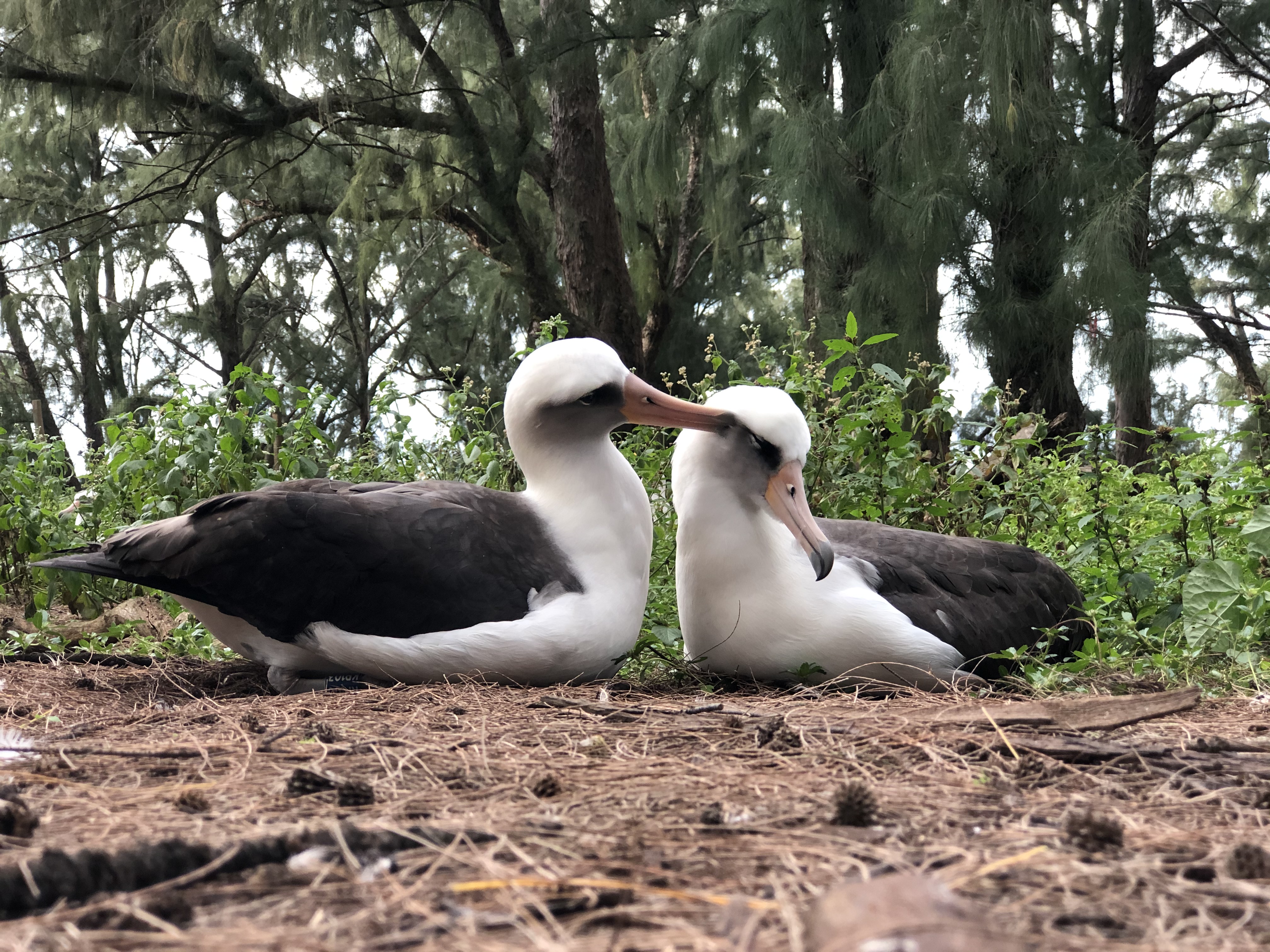 Two adult Laysan albatross nuzzled together affectionately on their nest
