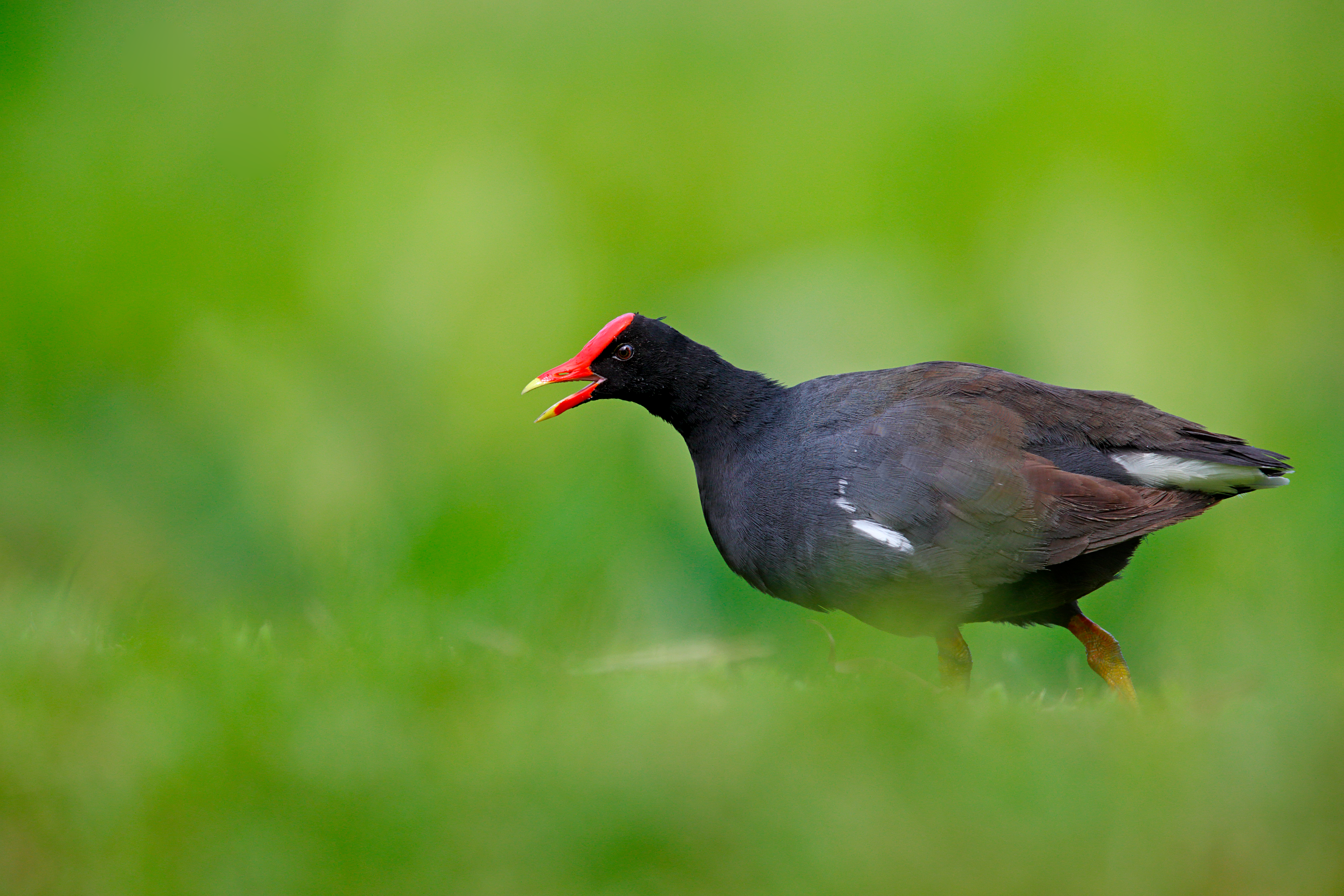 A black bird with a red skin patch on its forehead struts across lush green grass
