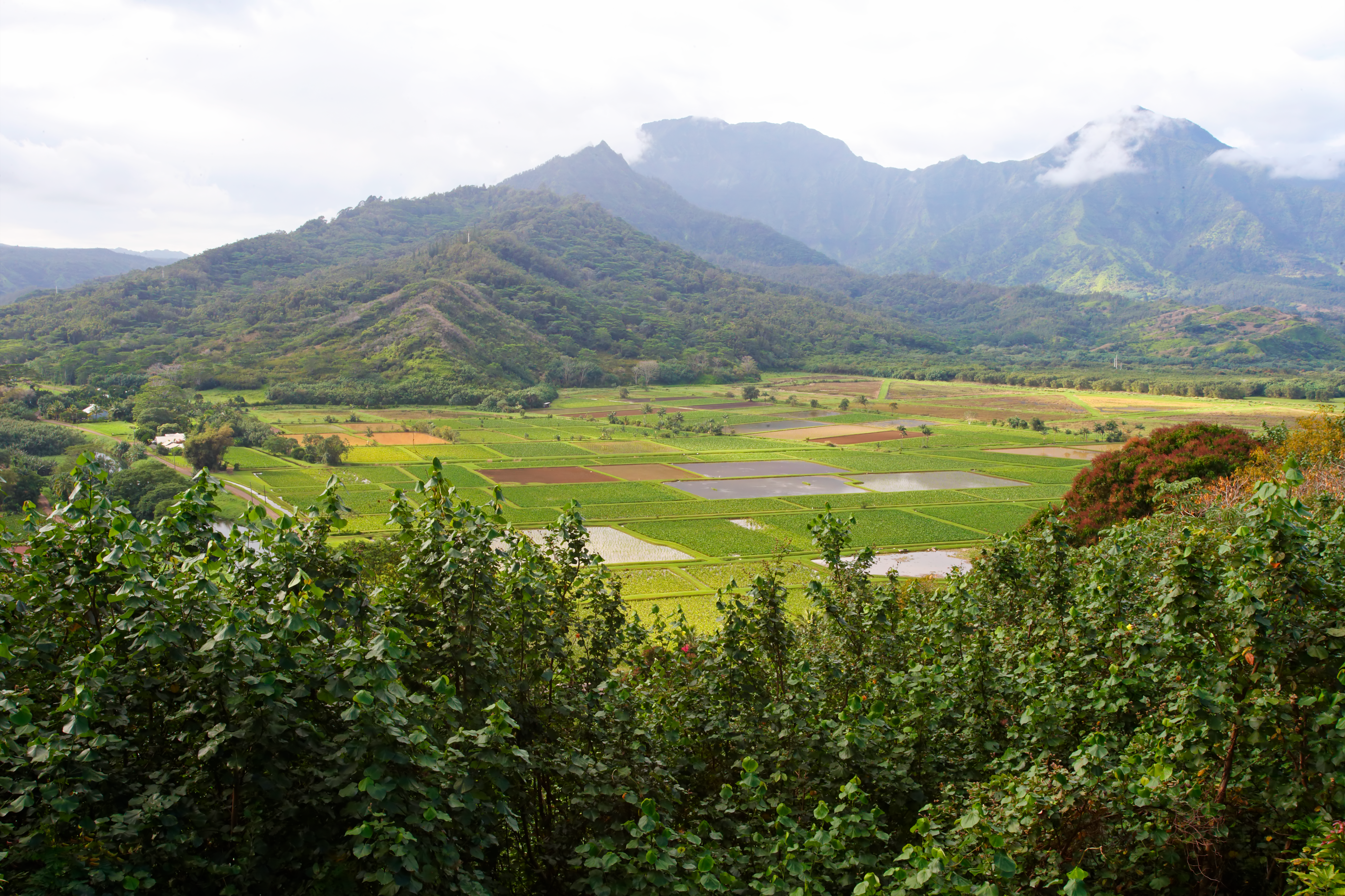 A view of the Hanalei River Valley