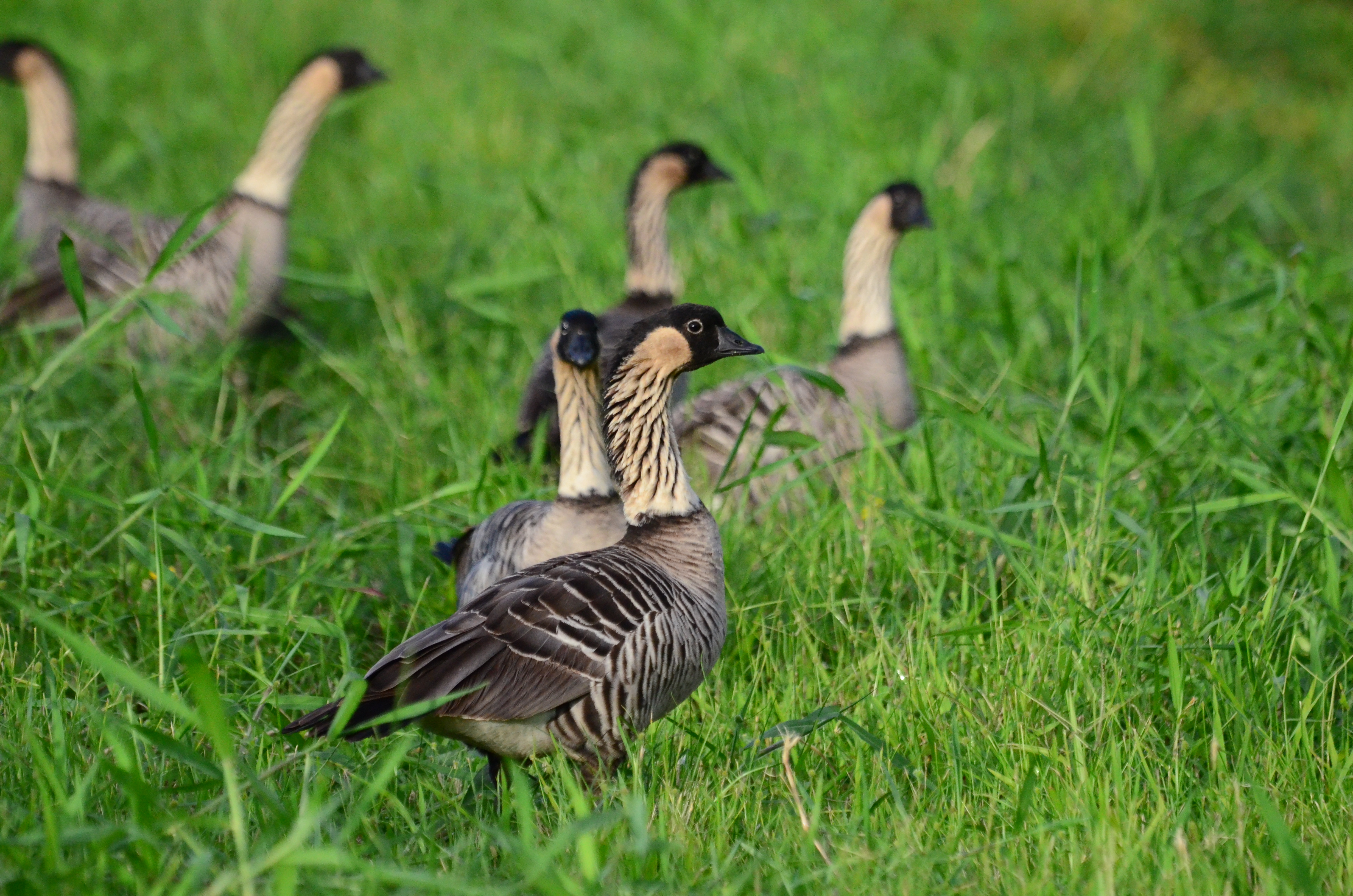 A gaggle of Hawaiian geese hanging out in lush green grass