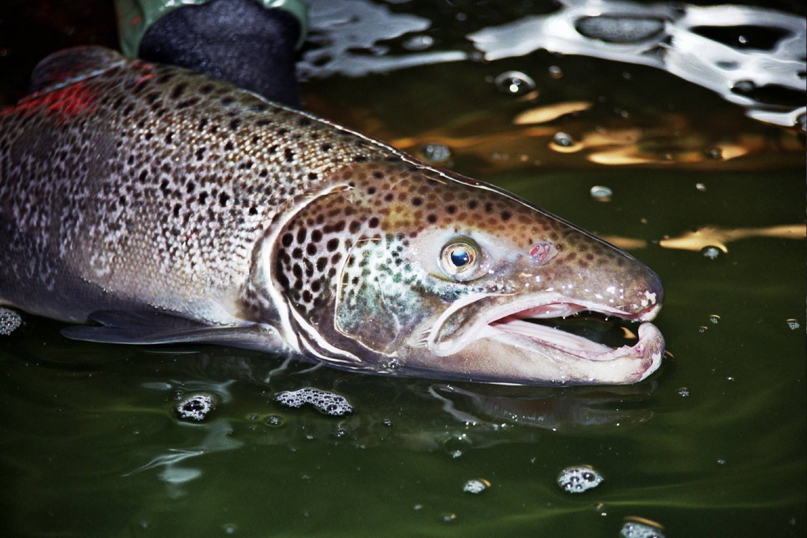 Adult male Atlantic salmon