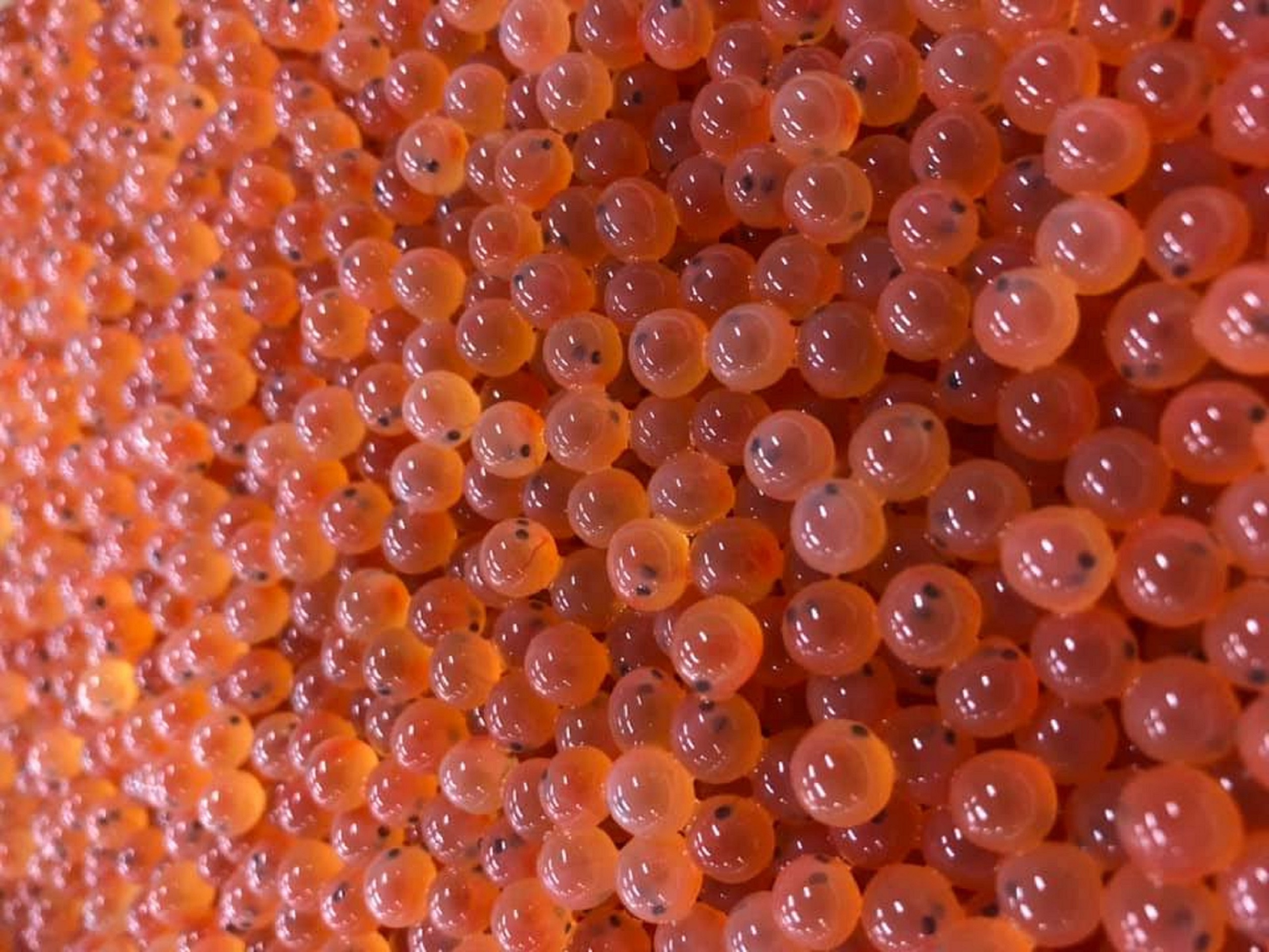 Thousands of vibrant orange Atlantic salmon eggs show small black eyes
