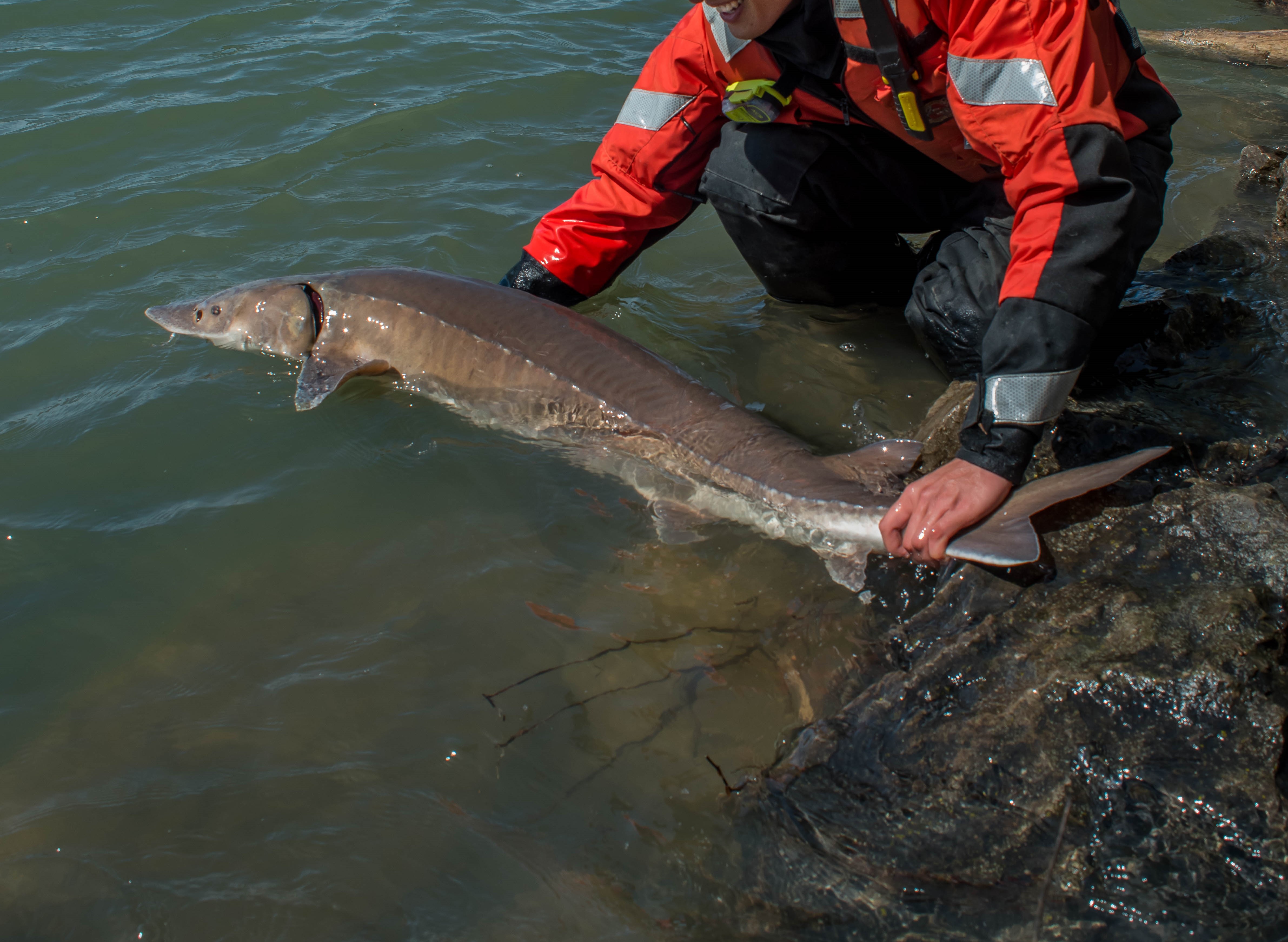 Closeup of biologist releasing lake sturgeon in the Niagara River.