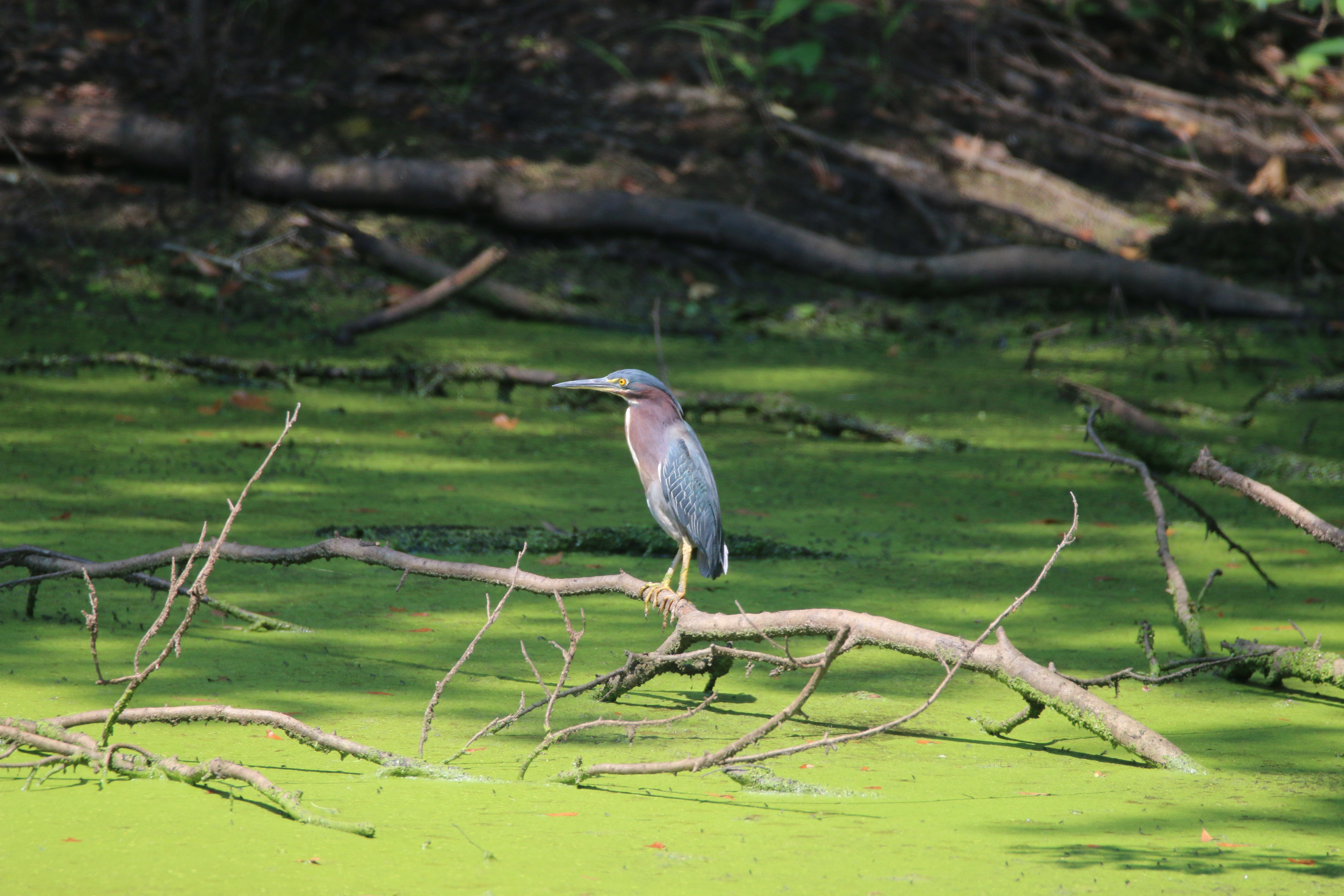 Green heron perching over pond 