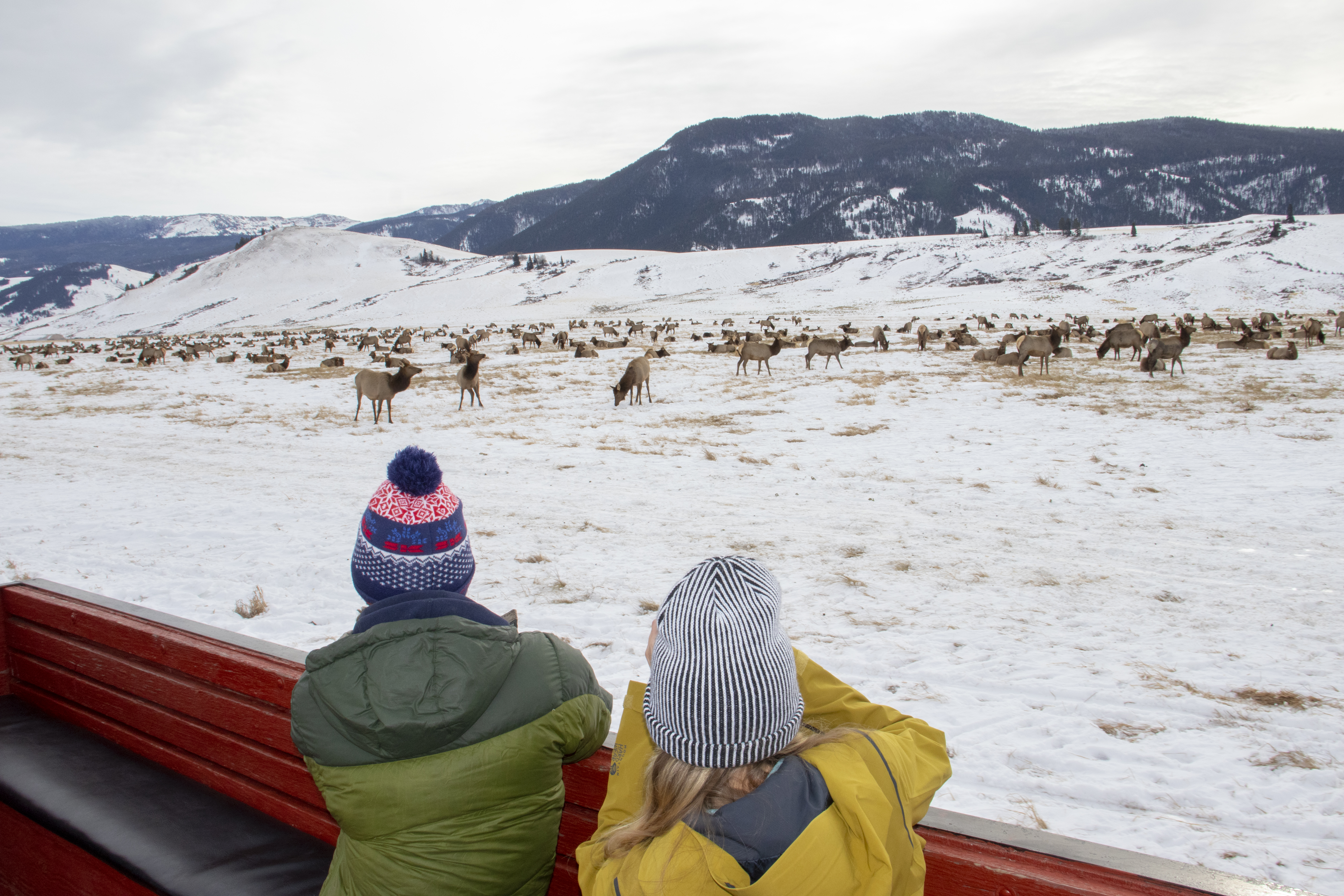 Two children looking at a herd of elk from the bed of a carriage in a snowy landscape with mountains in the background