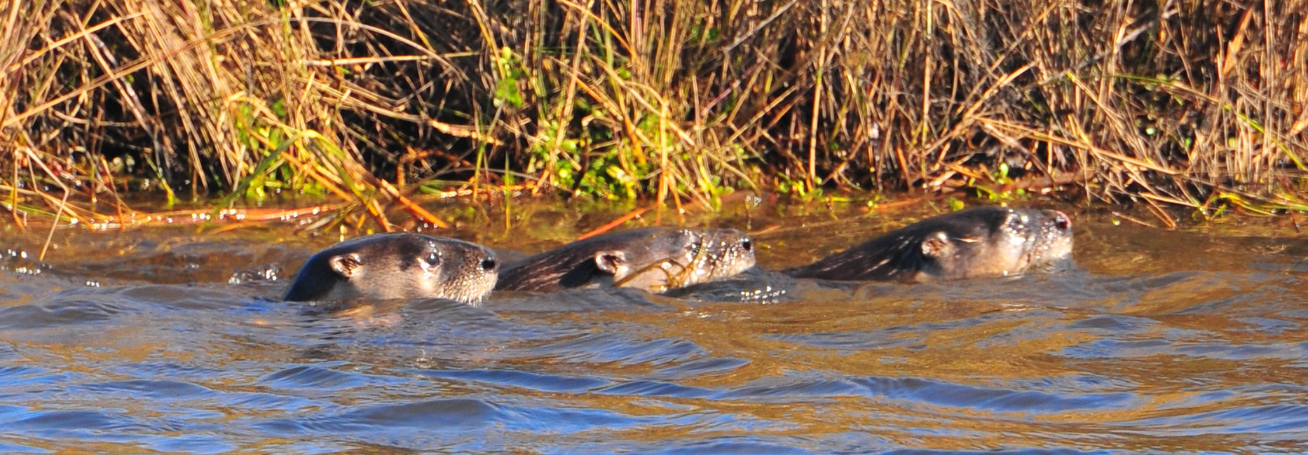 Three river otters swimming in marsh, only heads above water visible