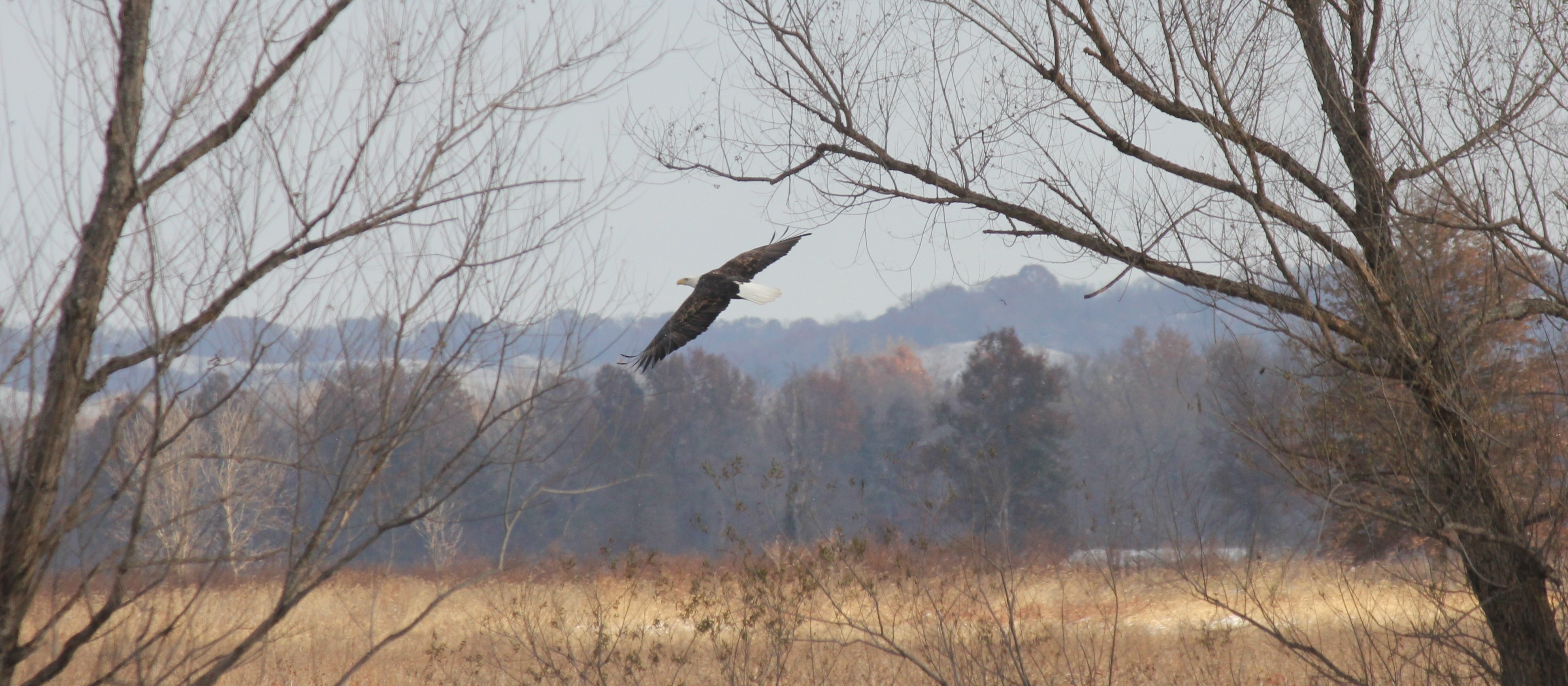Eagle soaring over Clarence Cannon National Wildlife Refuge