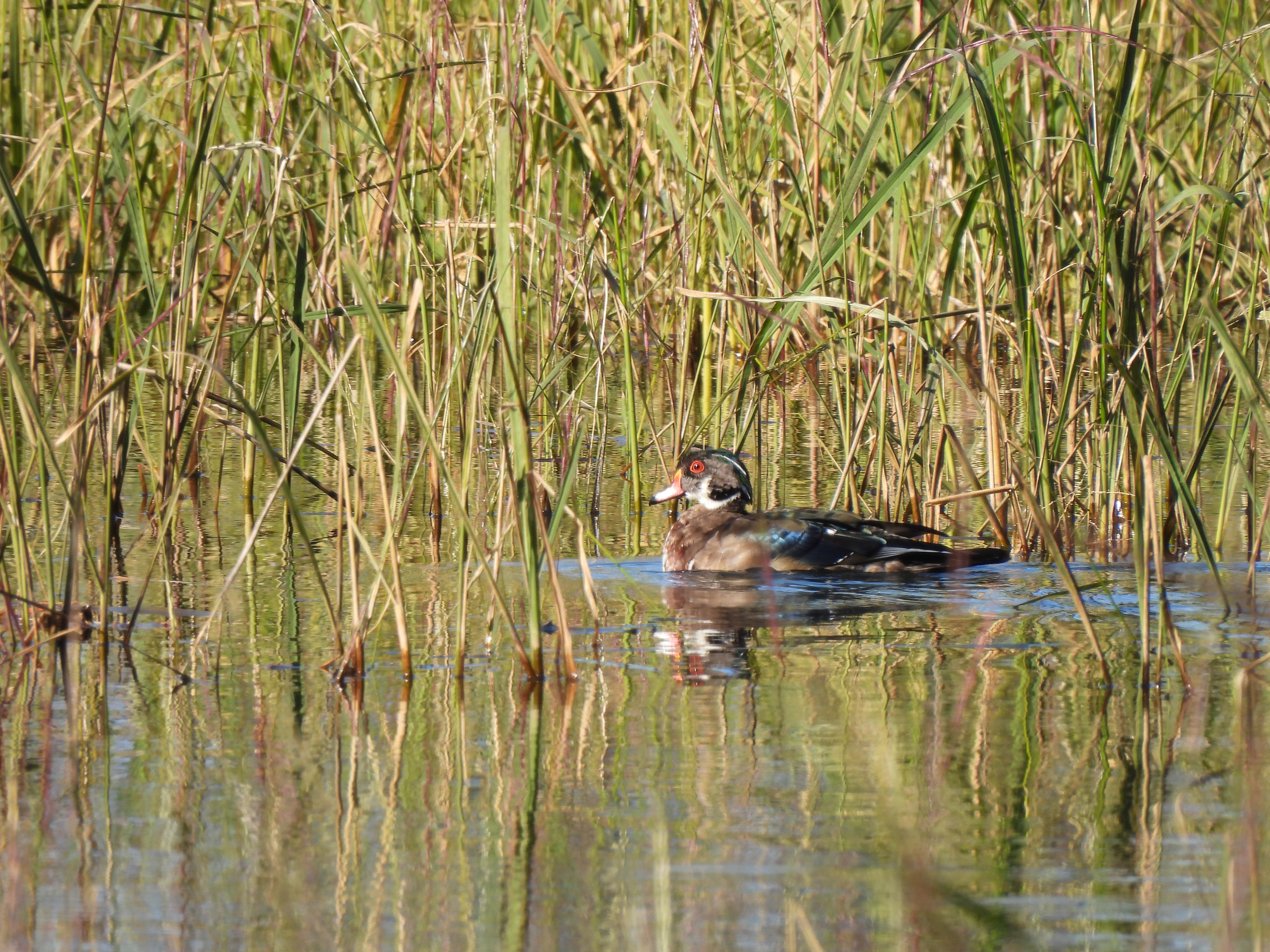 wood ducks in wild rice marsh