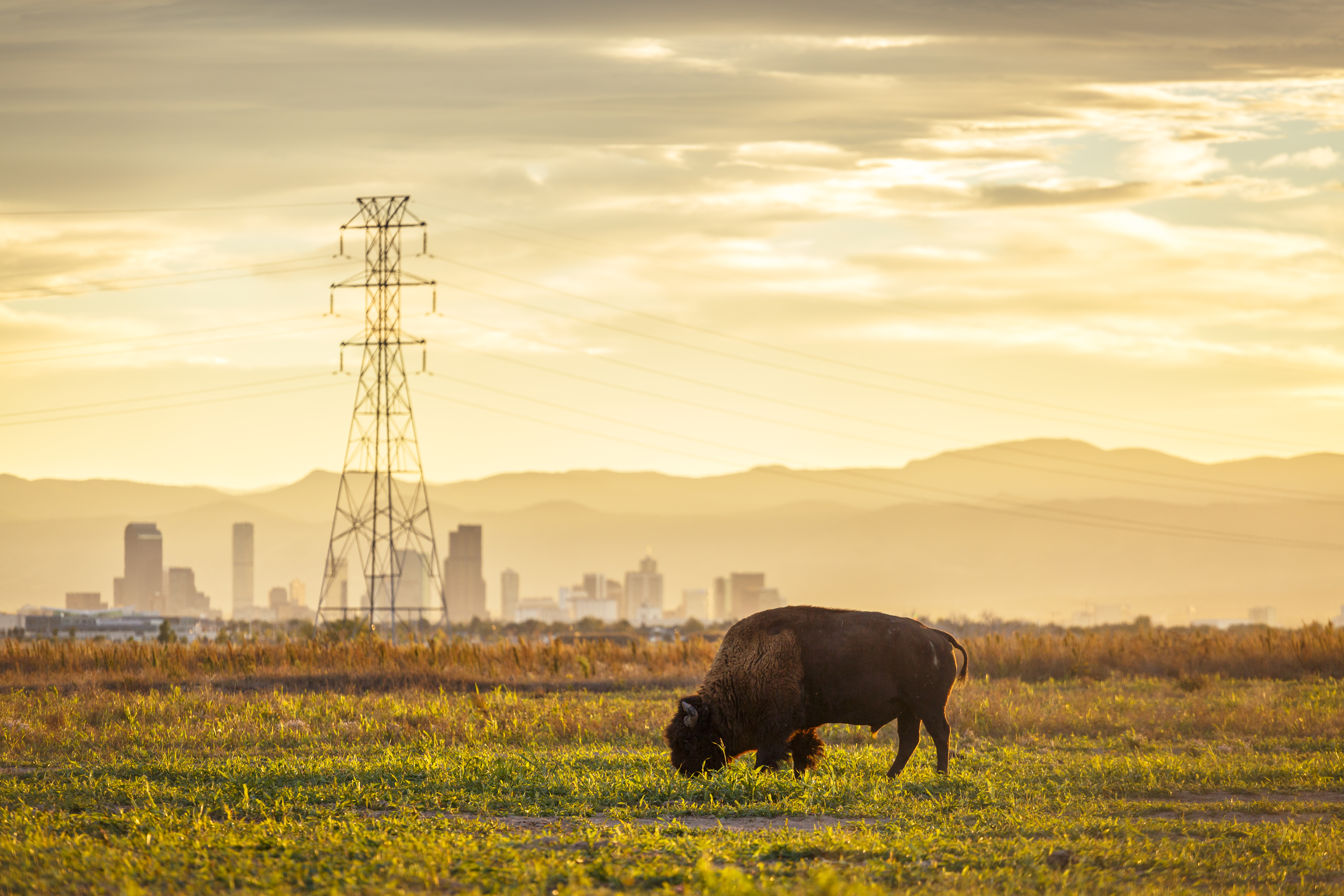 A bison grazing in the foreground with mountains and a city and electrical infrastructure in the background
