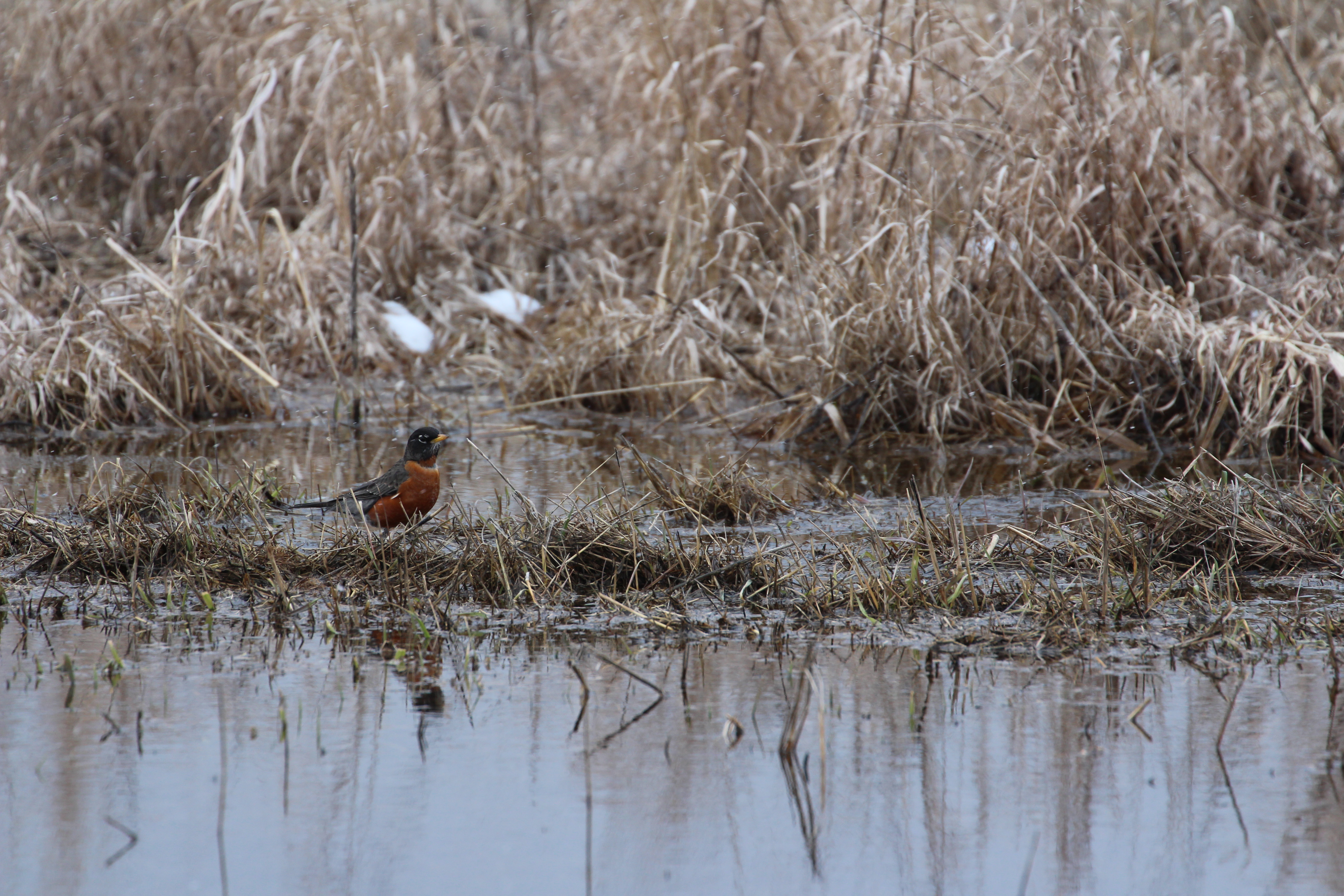 Shiawassee American Robin in wetland by Sara Giles