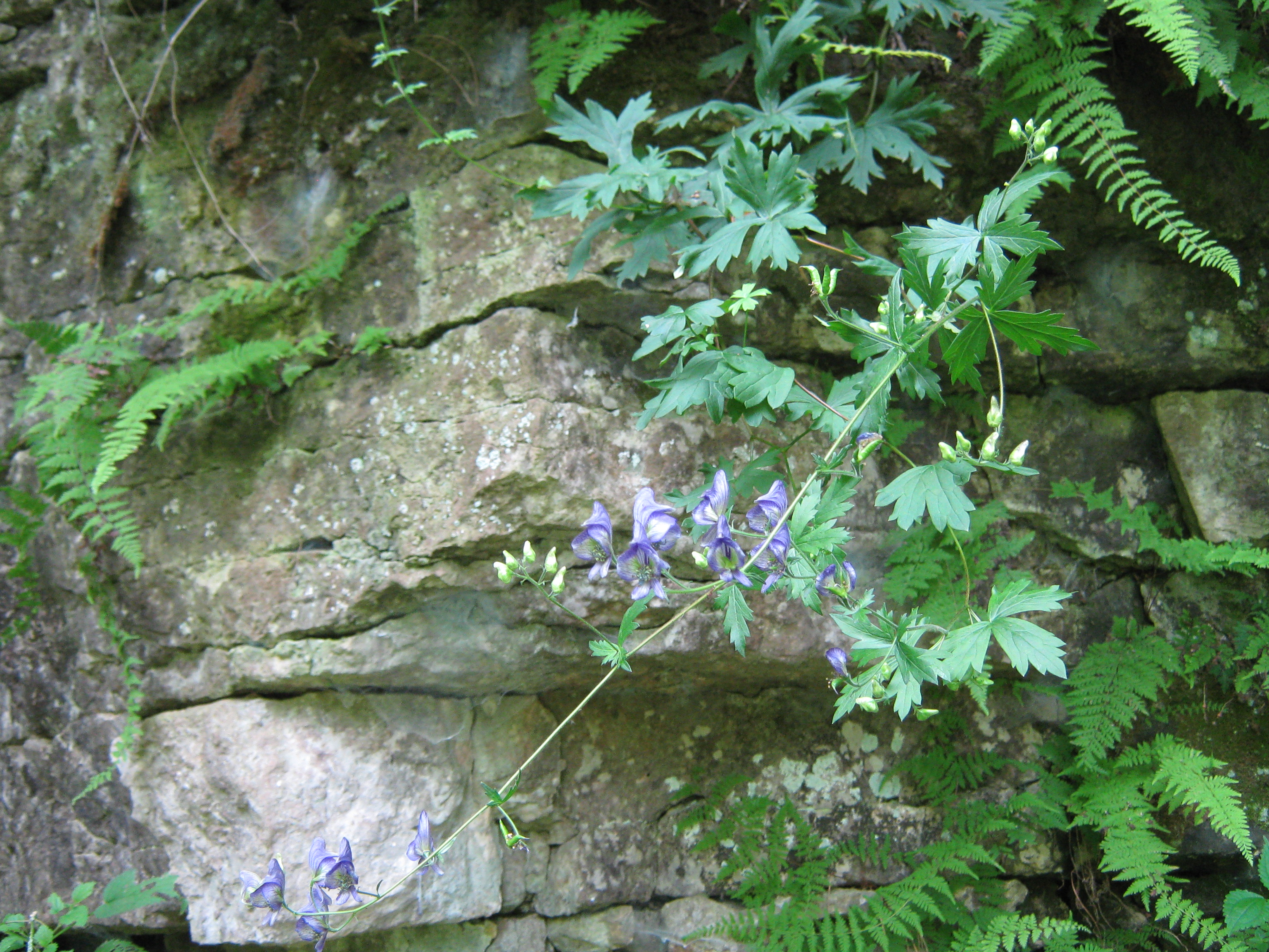Monkshood hanging over side of the bluff