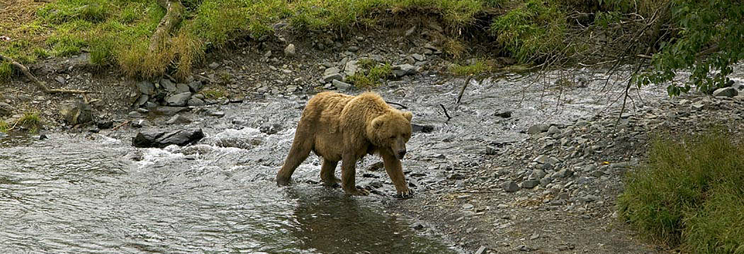 Brown bear at river's edge