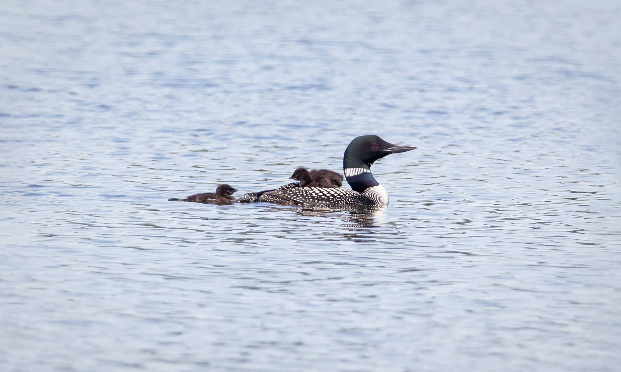 The common loon known as ABJ on the water with two chicks