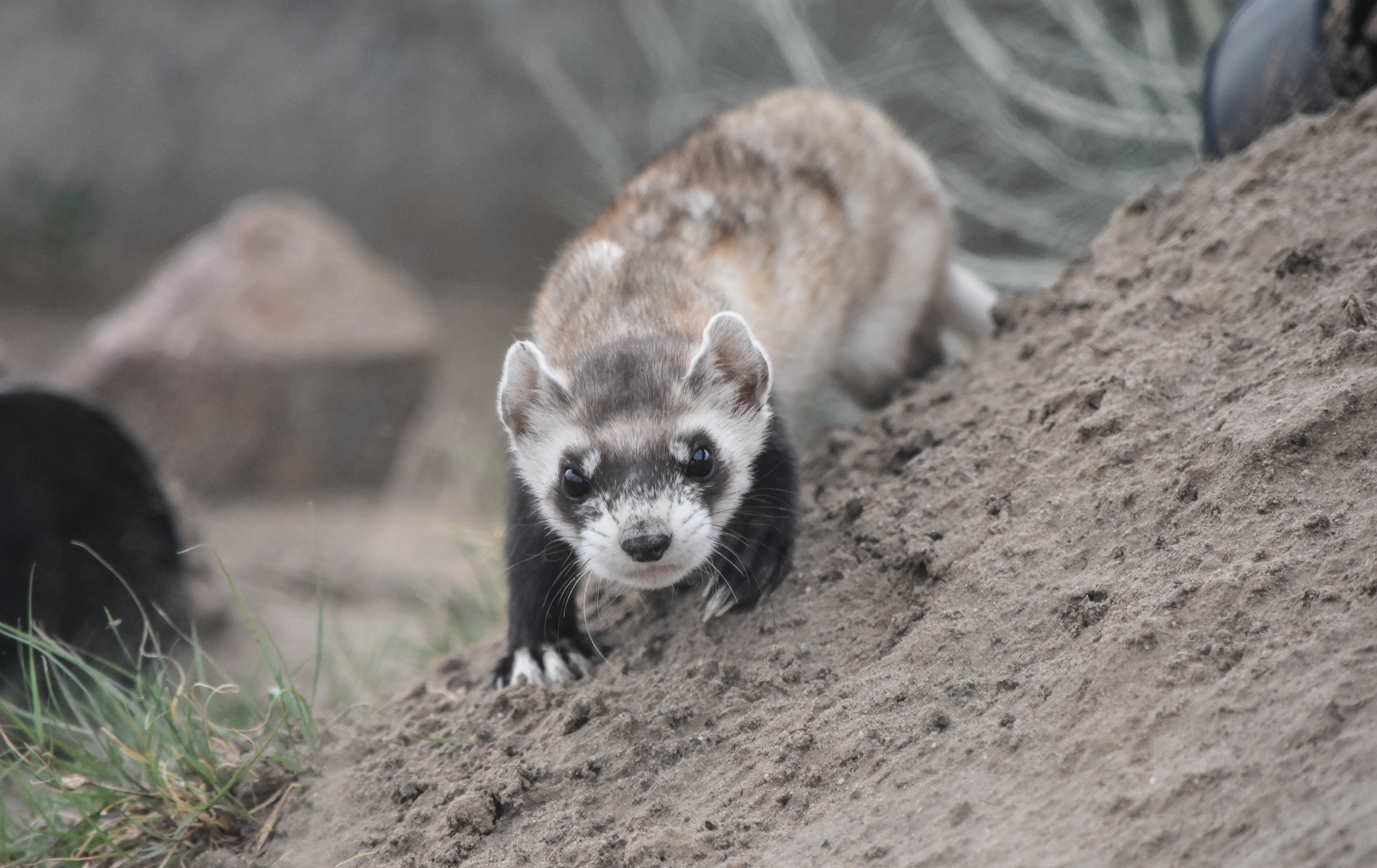 One black-footed ferret in the prairie 
