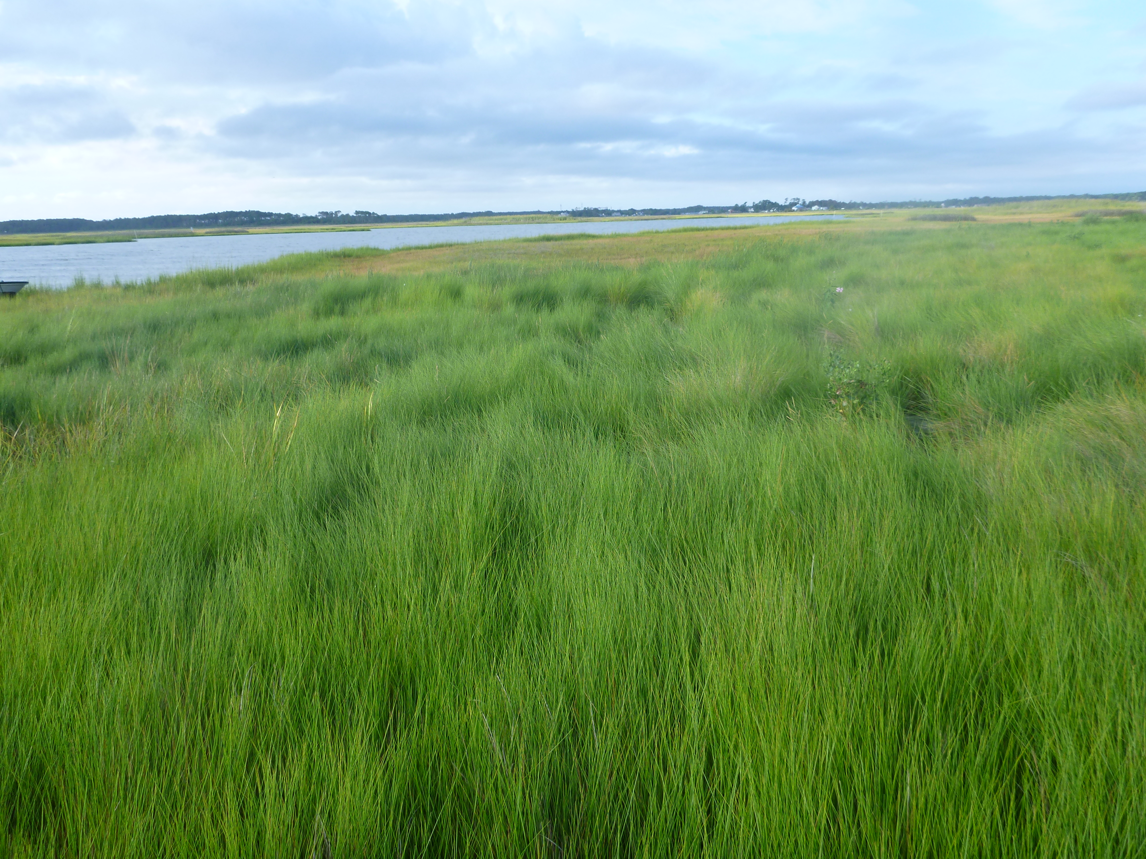 bright green marsh grass