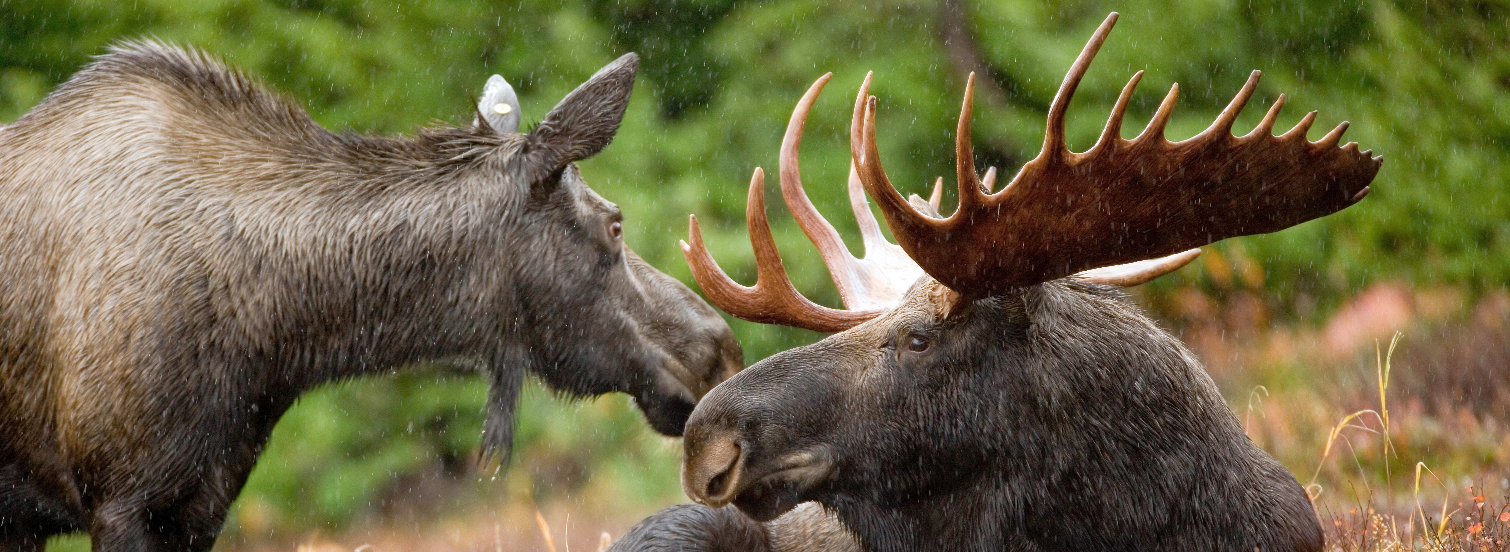 A close-up of two moose -- a female and a male -- face to face in a field