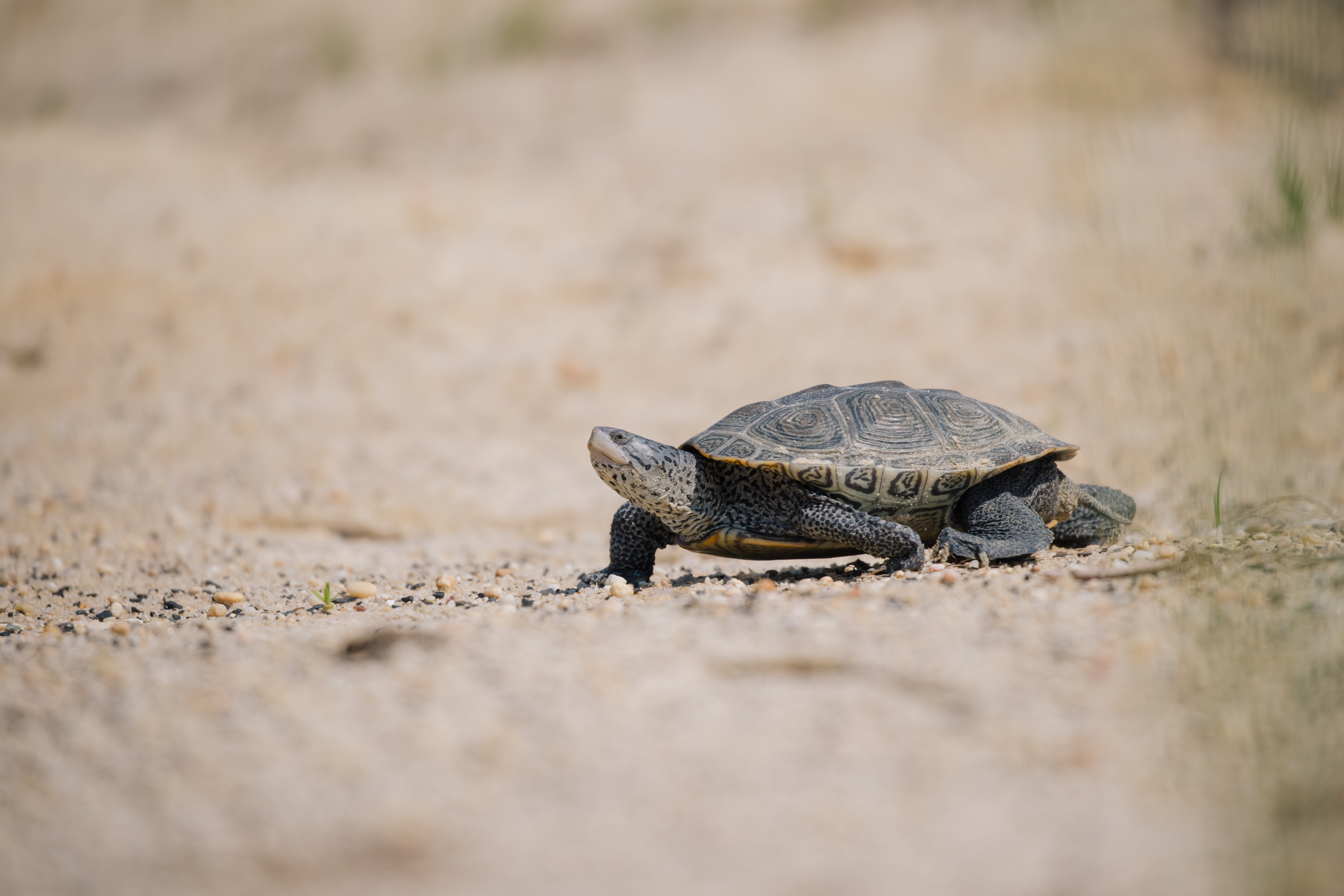 a turtle moves over sandy habitat