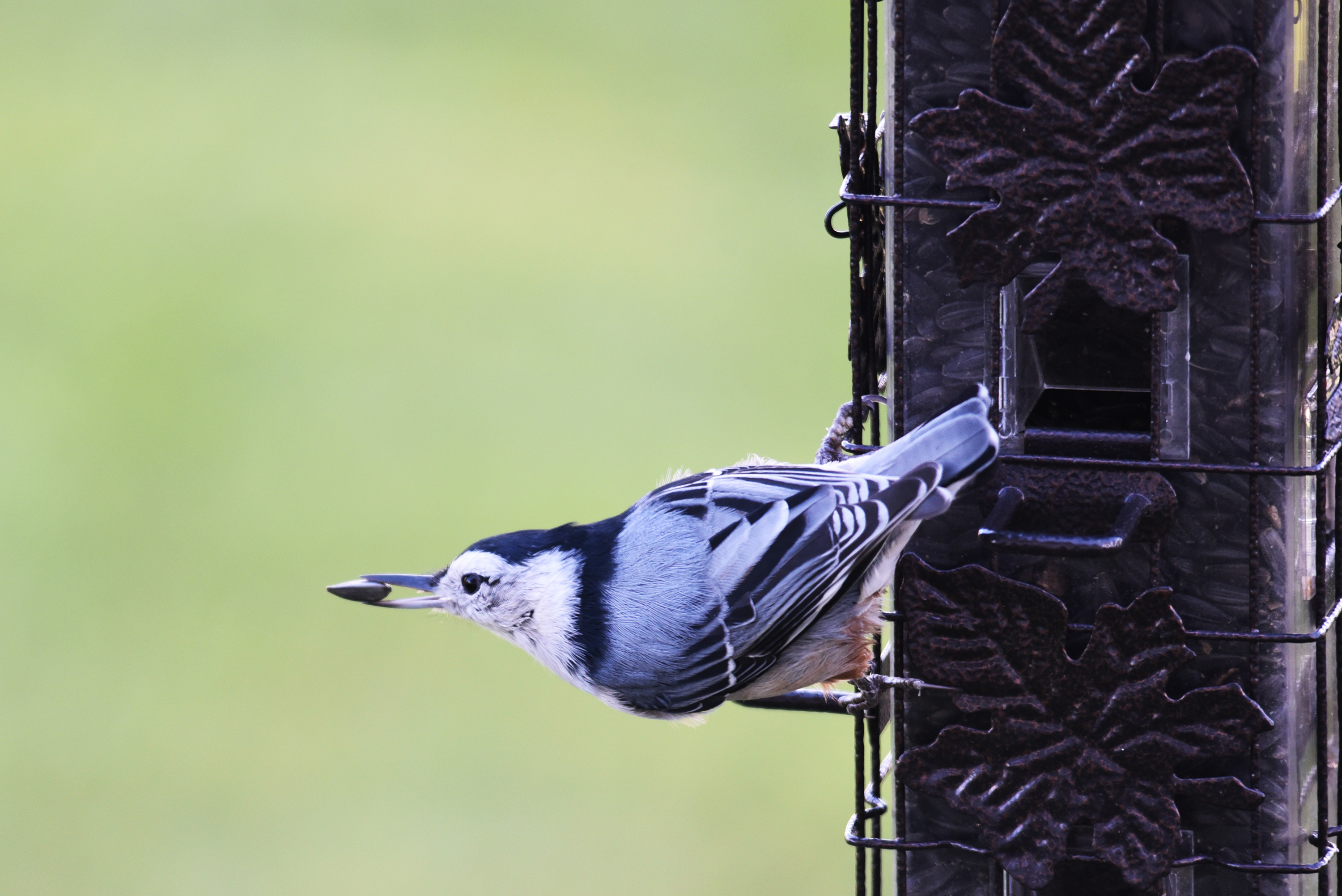A white-breasted nuthatch takes a sunflower seed from a bird feeder
