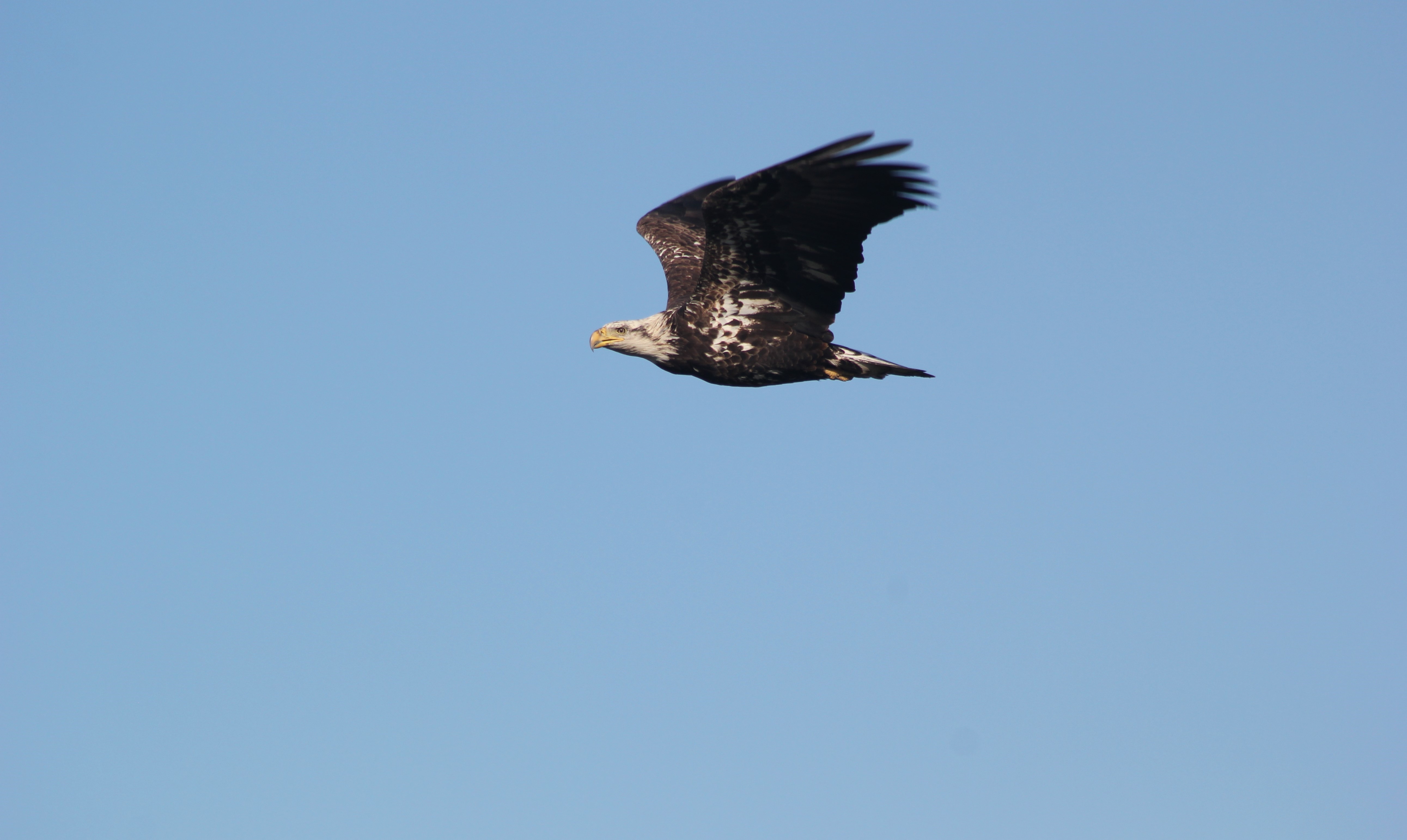 Bald eagle in flight against a clear blue sky 