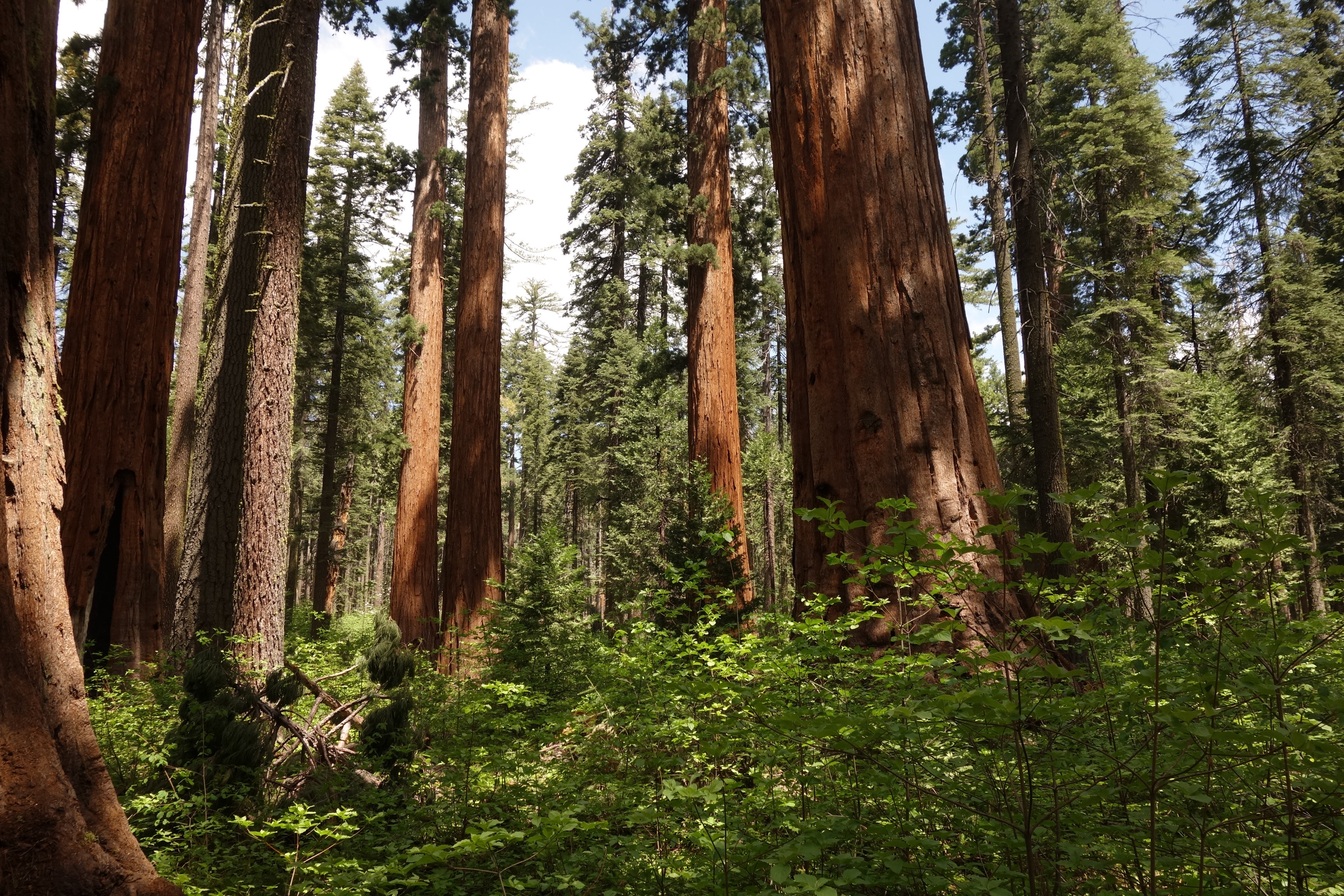 Large evergreen tree trunks dominate the view, reaching into the sky from the forest floor
