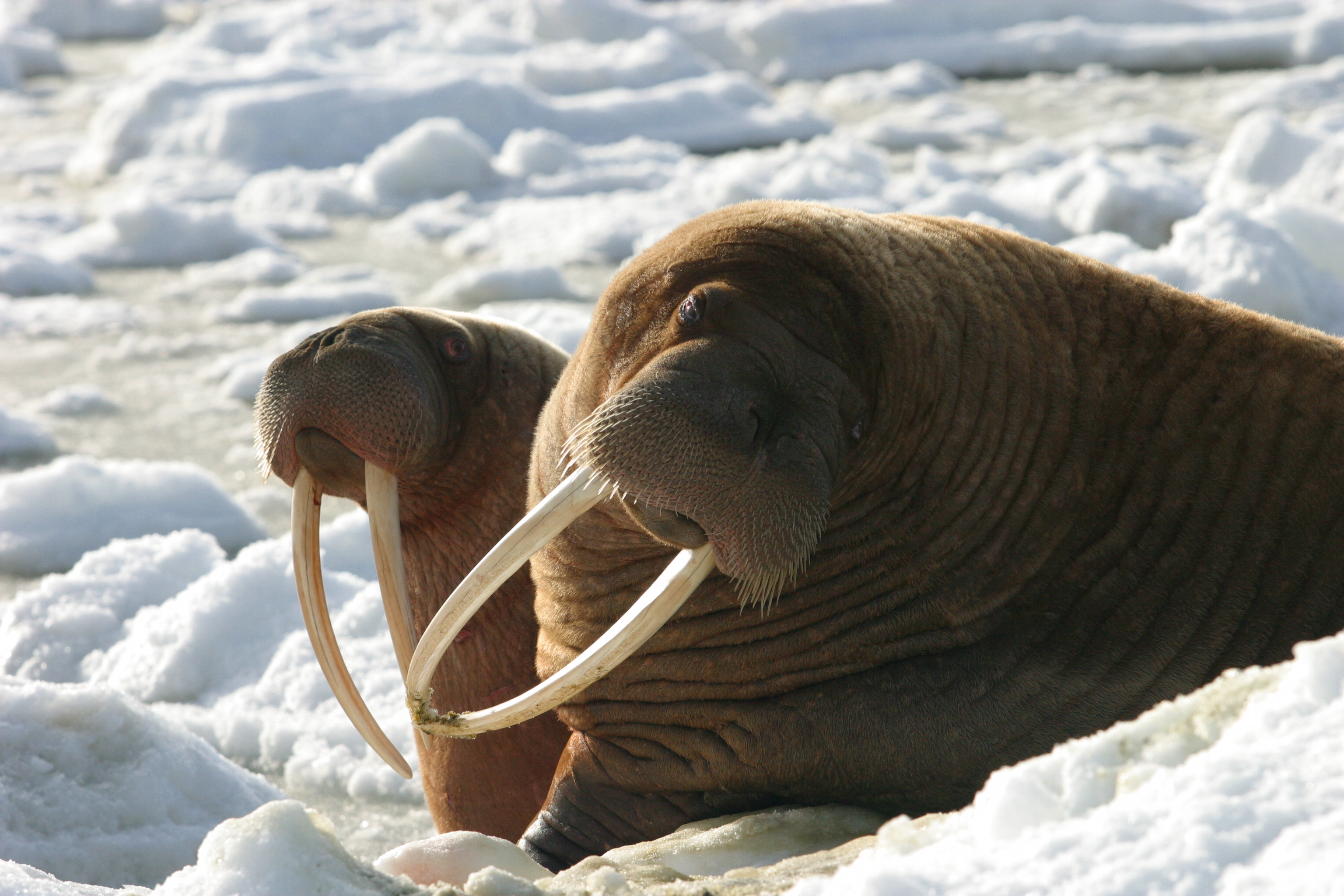 walrus cows on Alaska sea ice