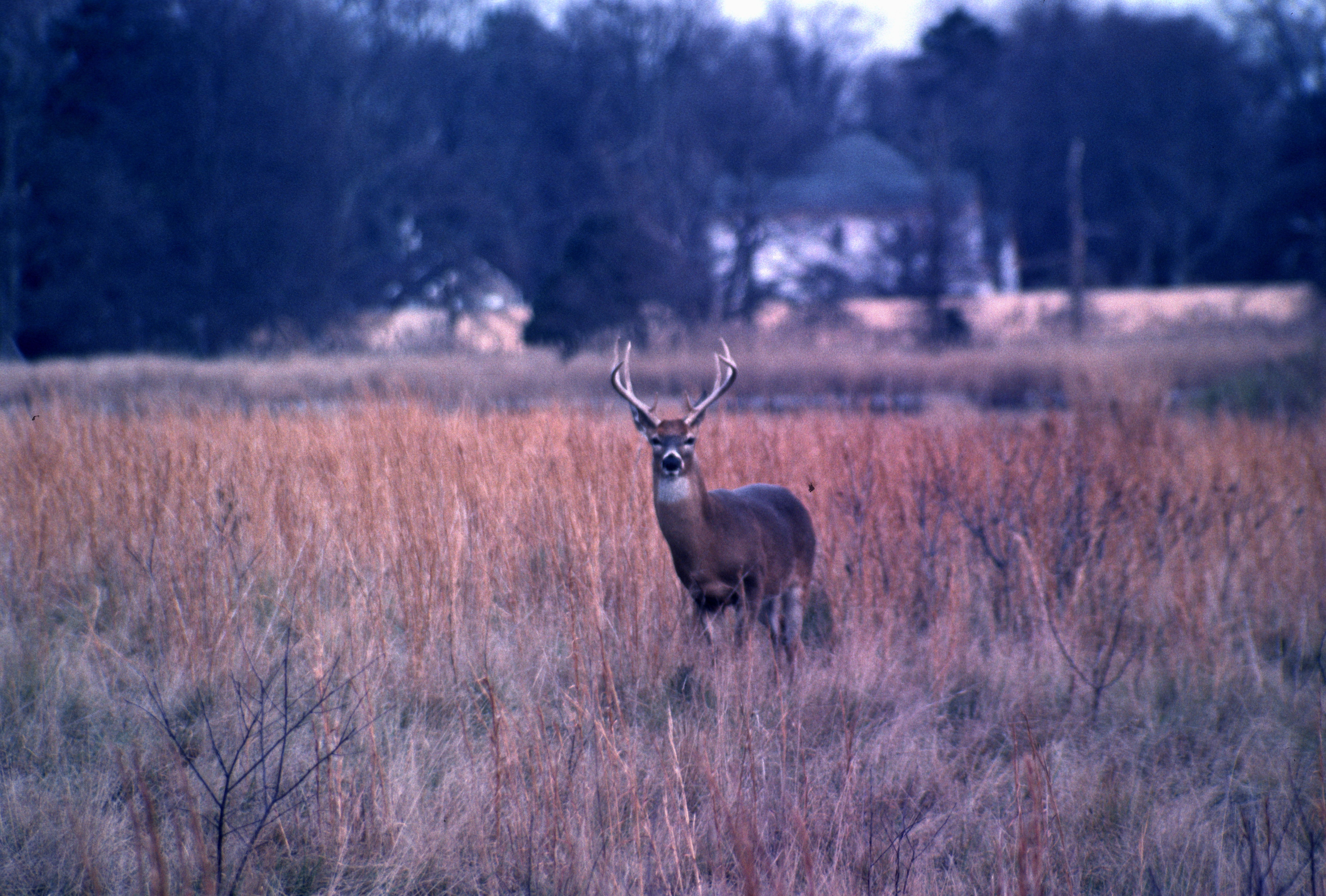 Large antlered buck stands in a field of saltmarsh grass