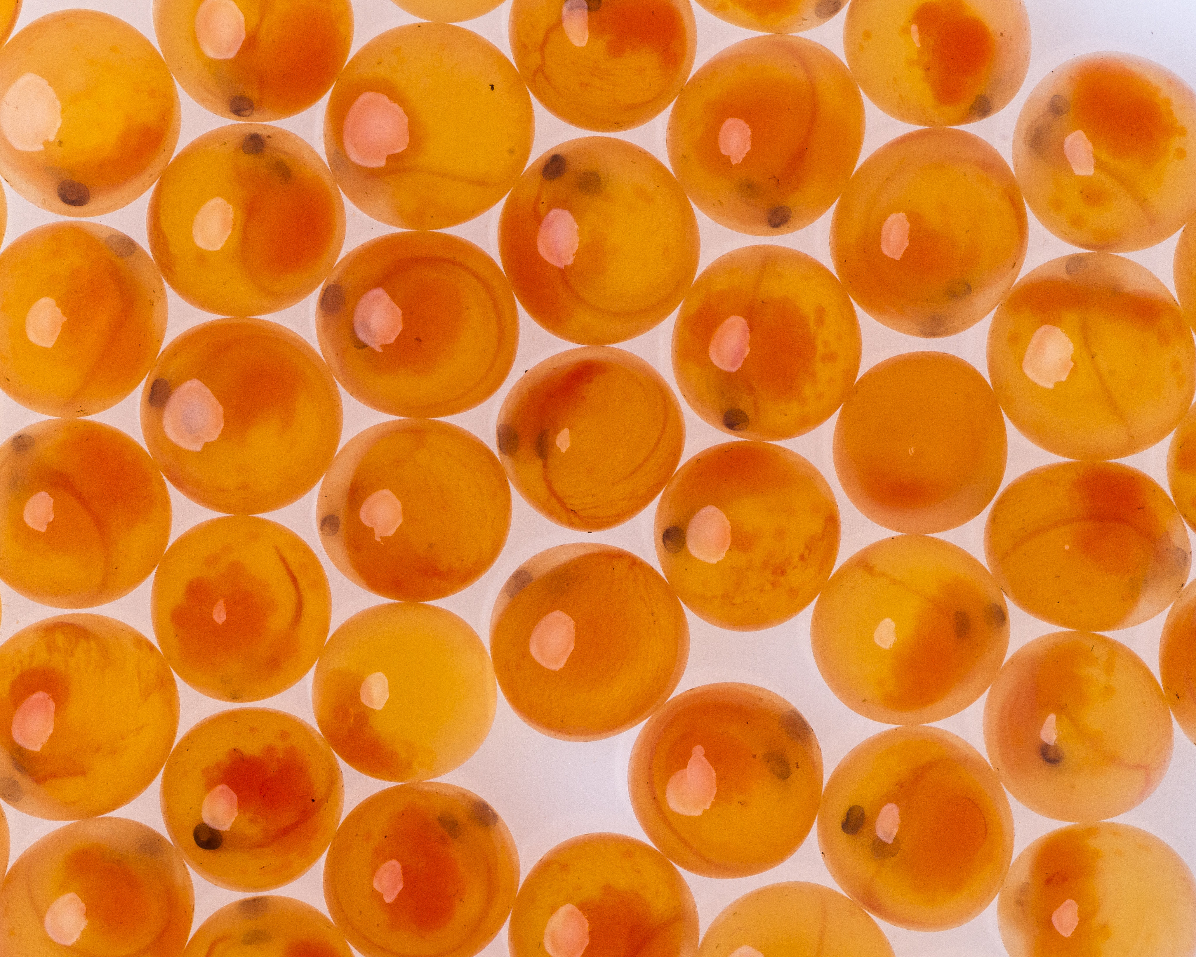 Orange fish eggs on a white background.