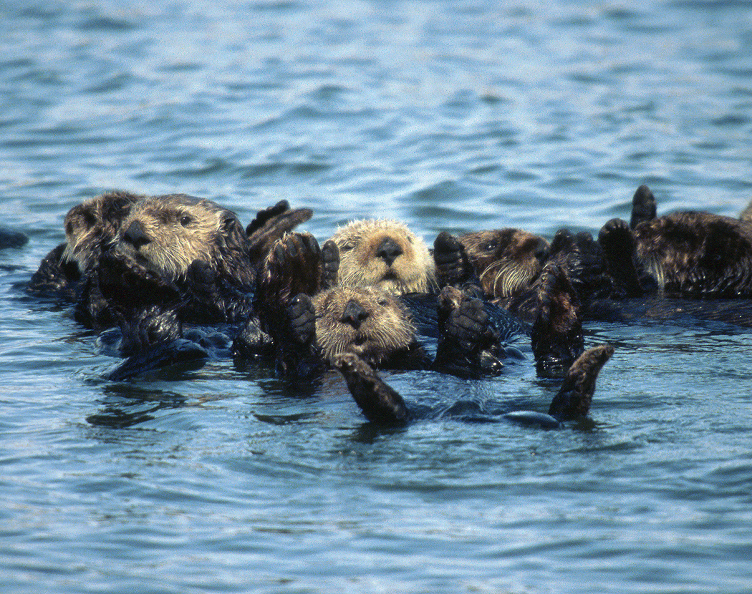 Sea otters floating in a group