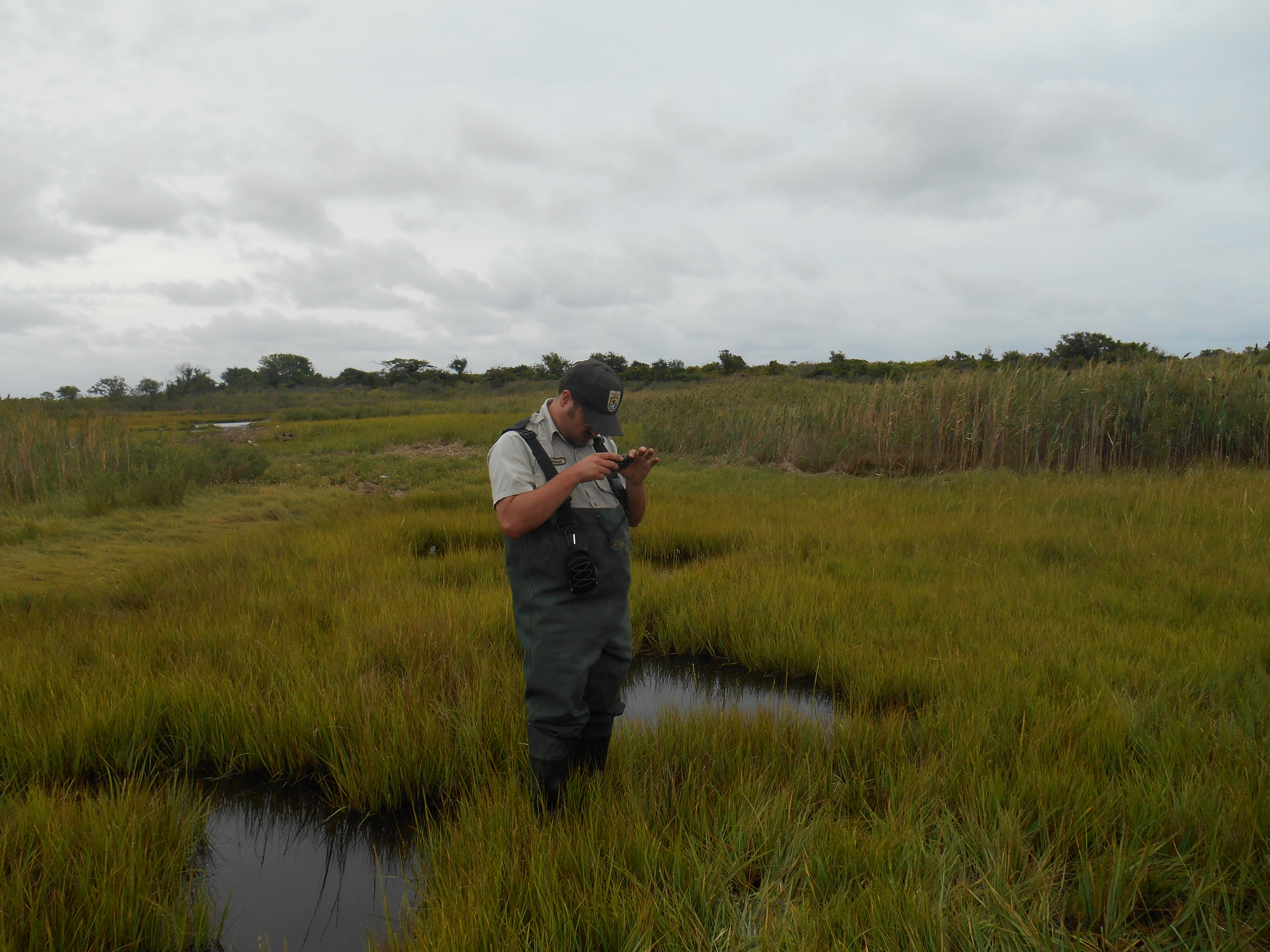 Refuge biologist stands in open marsh