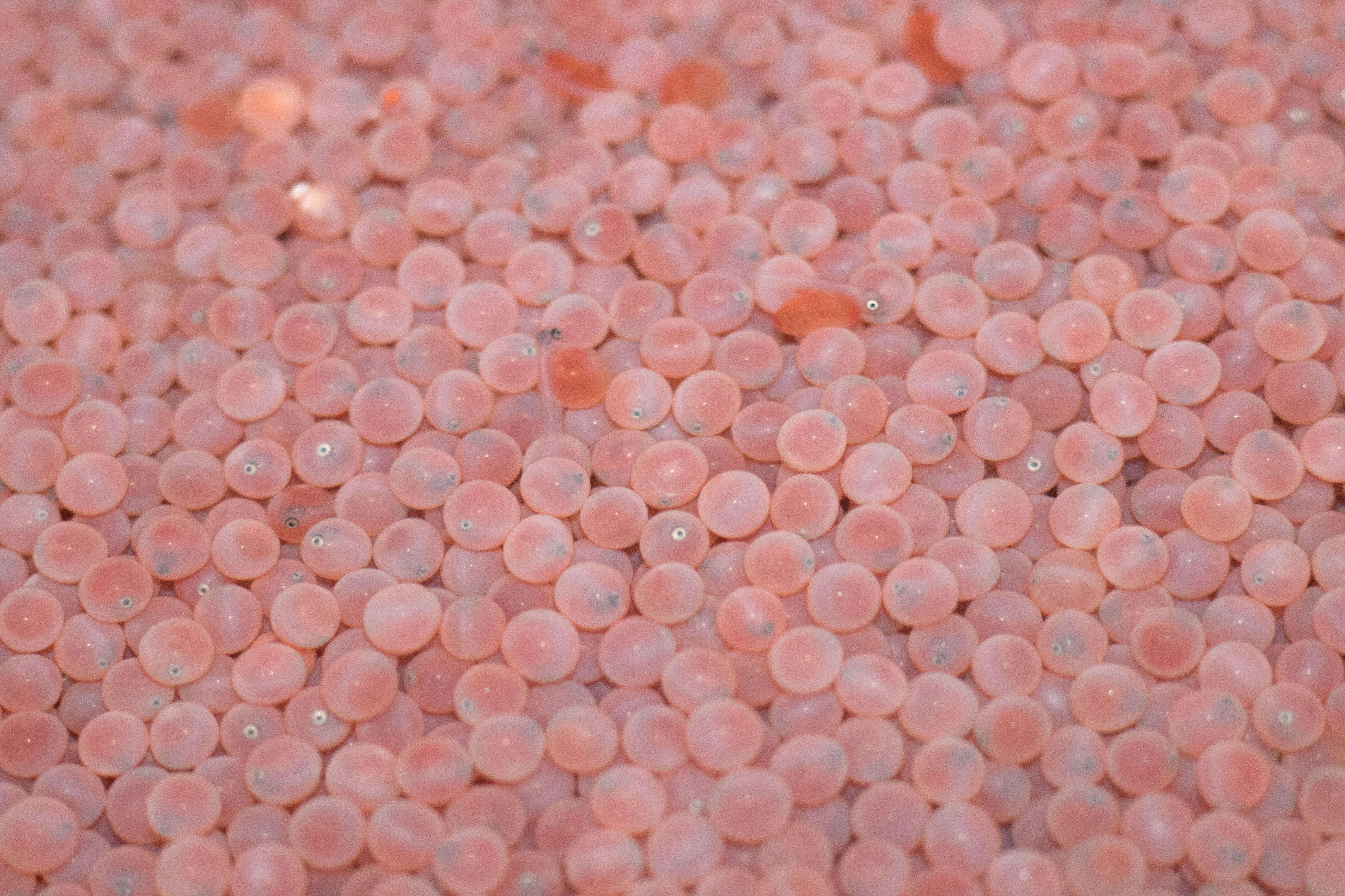 Chinook salmon eggs with visible eyes.