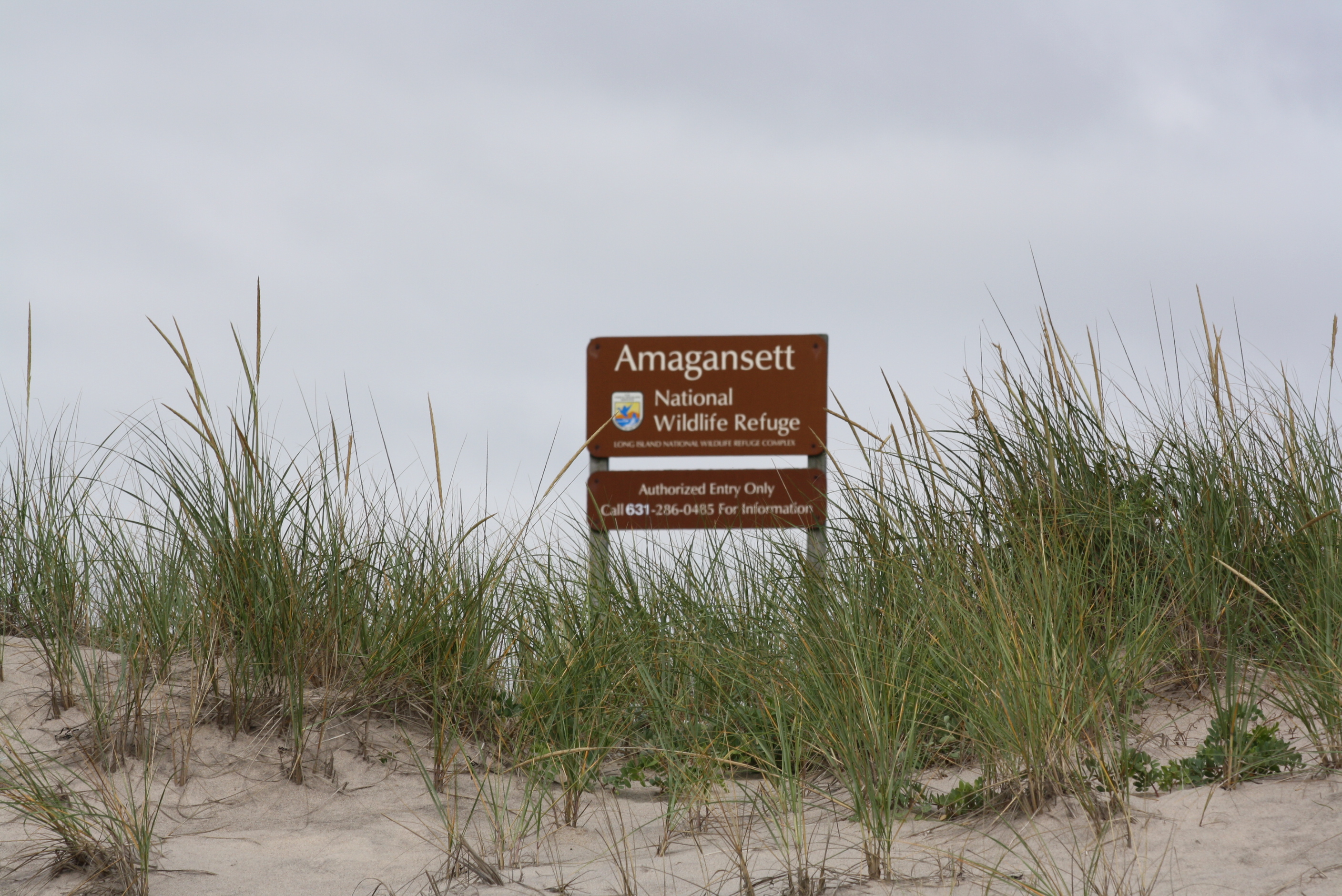 Amagansett sign rises from behind the dunes