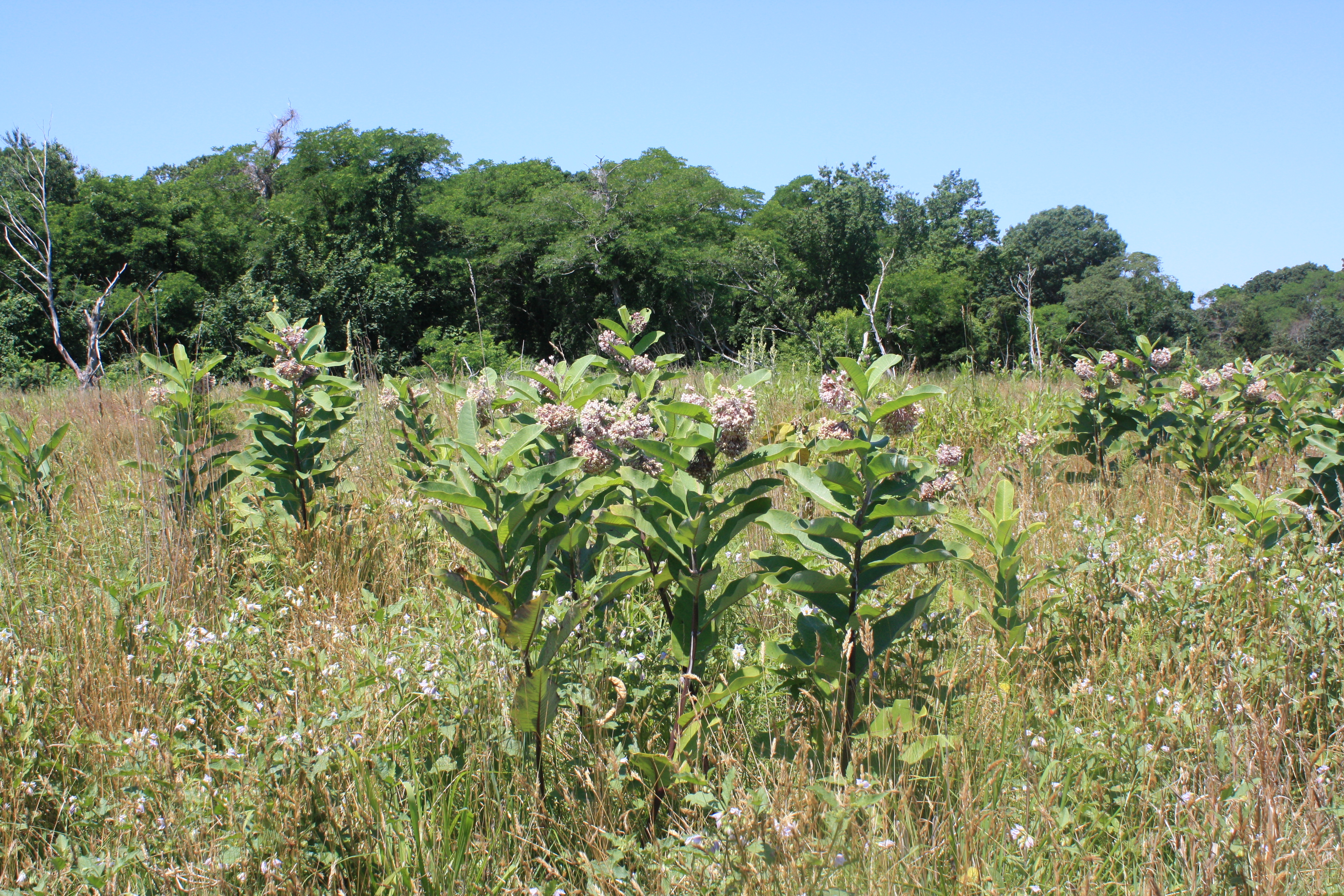 A stand of milkweed flowers in the refuge grasslands
