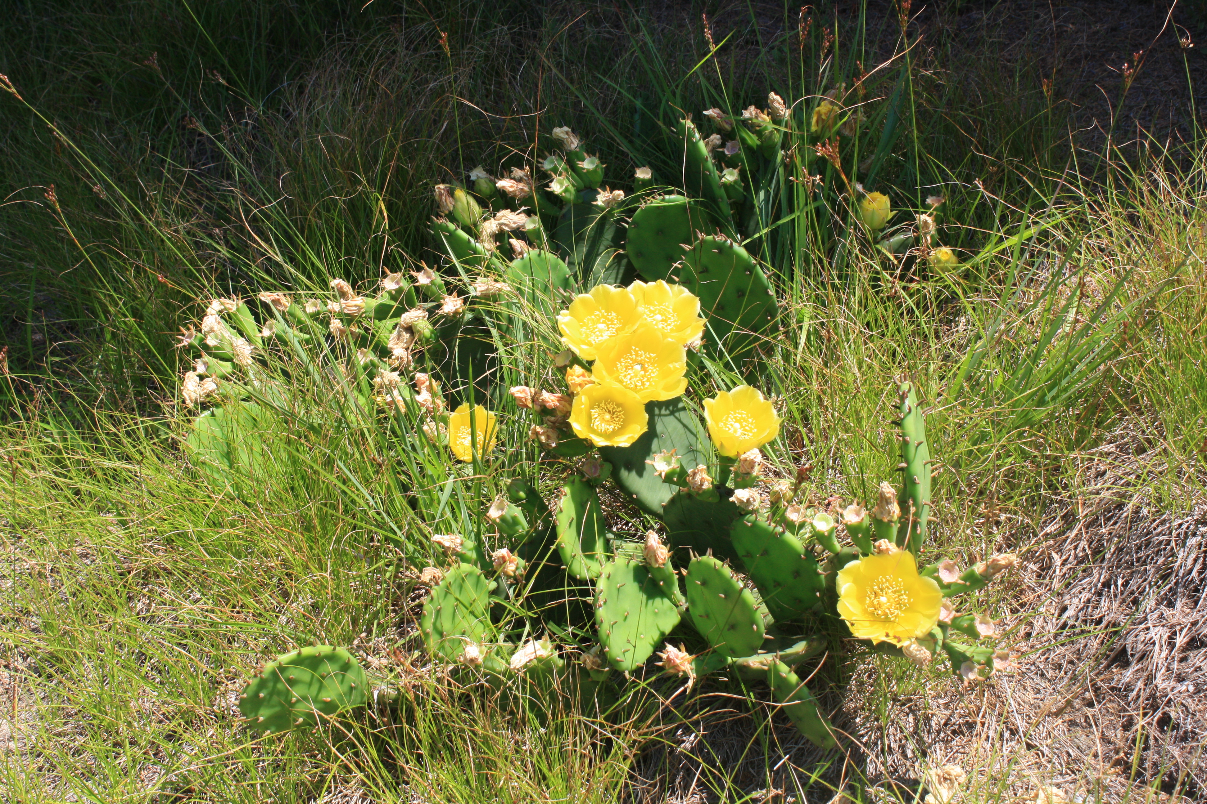 Yellow flowering prickly pear cactus