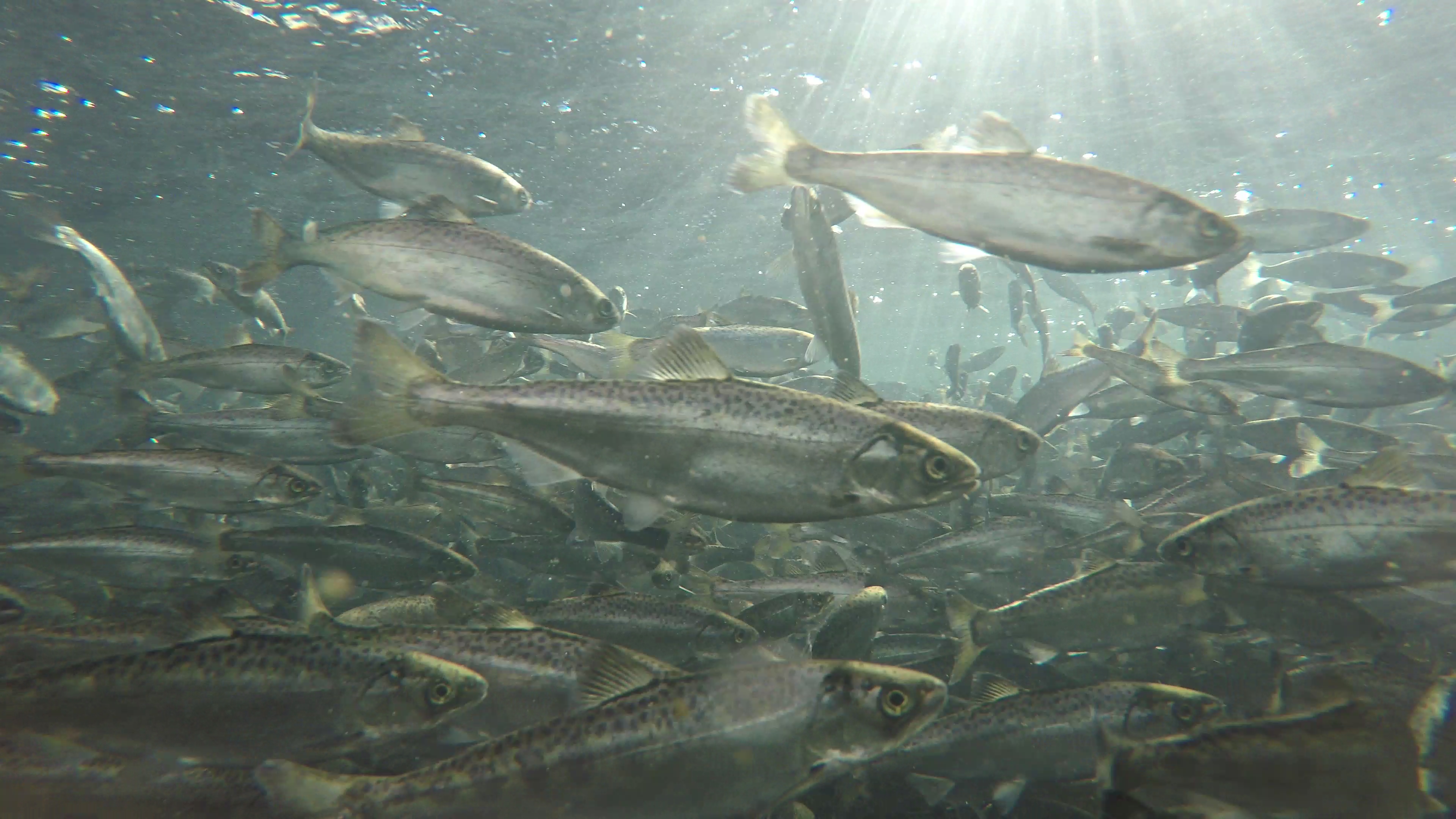 Many juvenile Chinook salmon swim underwater