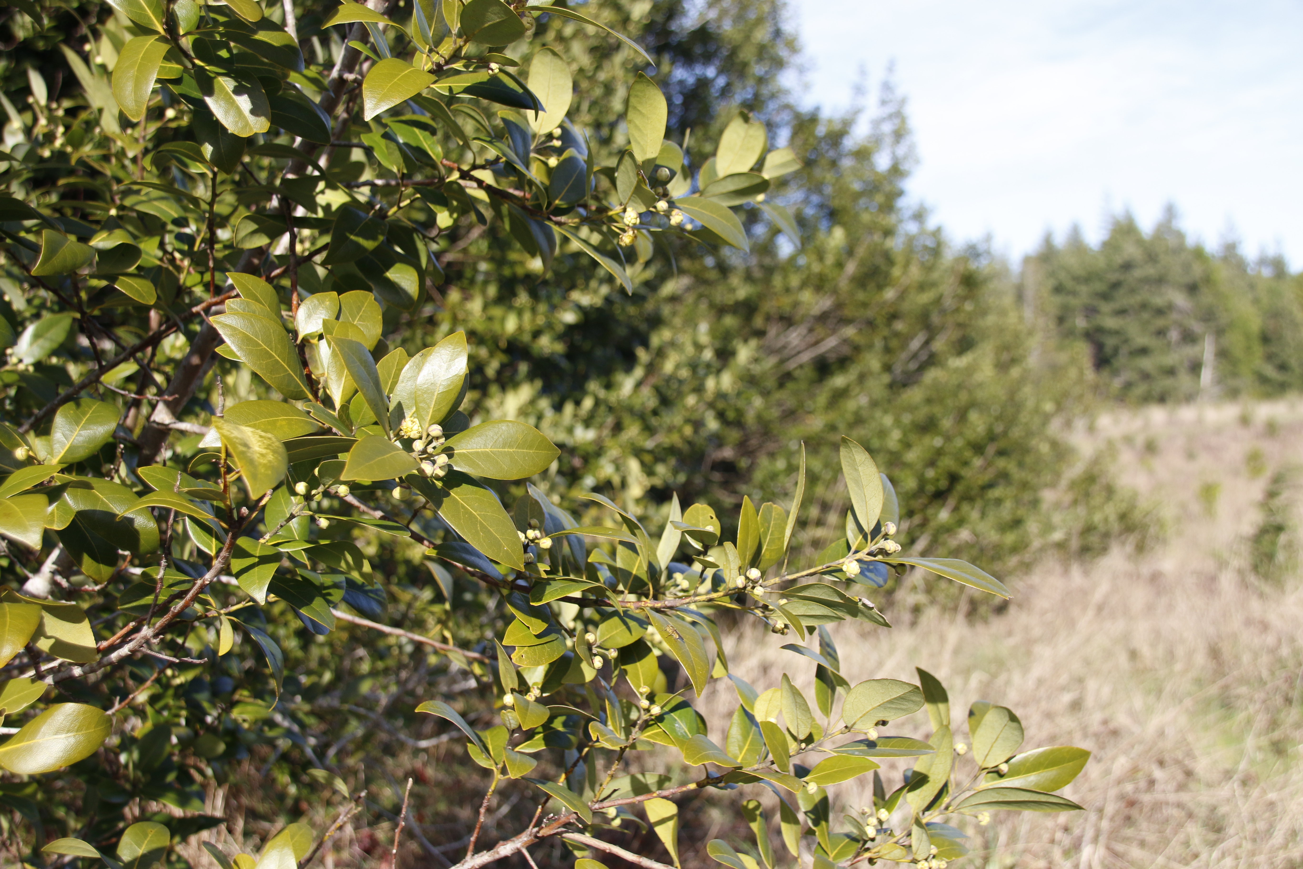 Myrtlewood (Umbellularia californica)