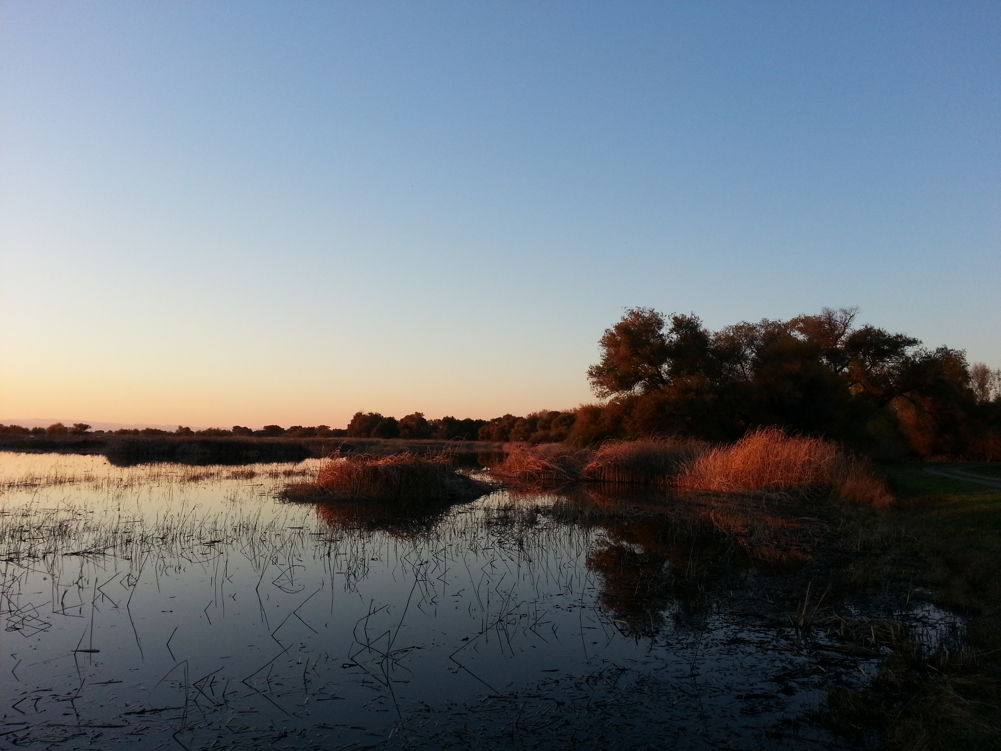 A wetland reflects the blue sky with the sun setting off picture. Trees and shrubs glow in the warm light.