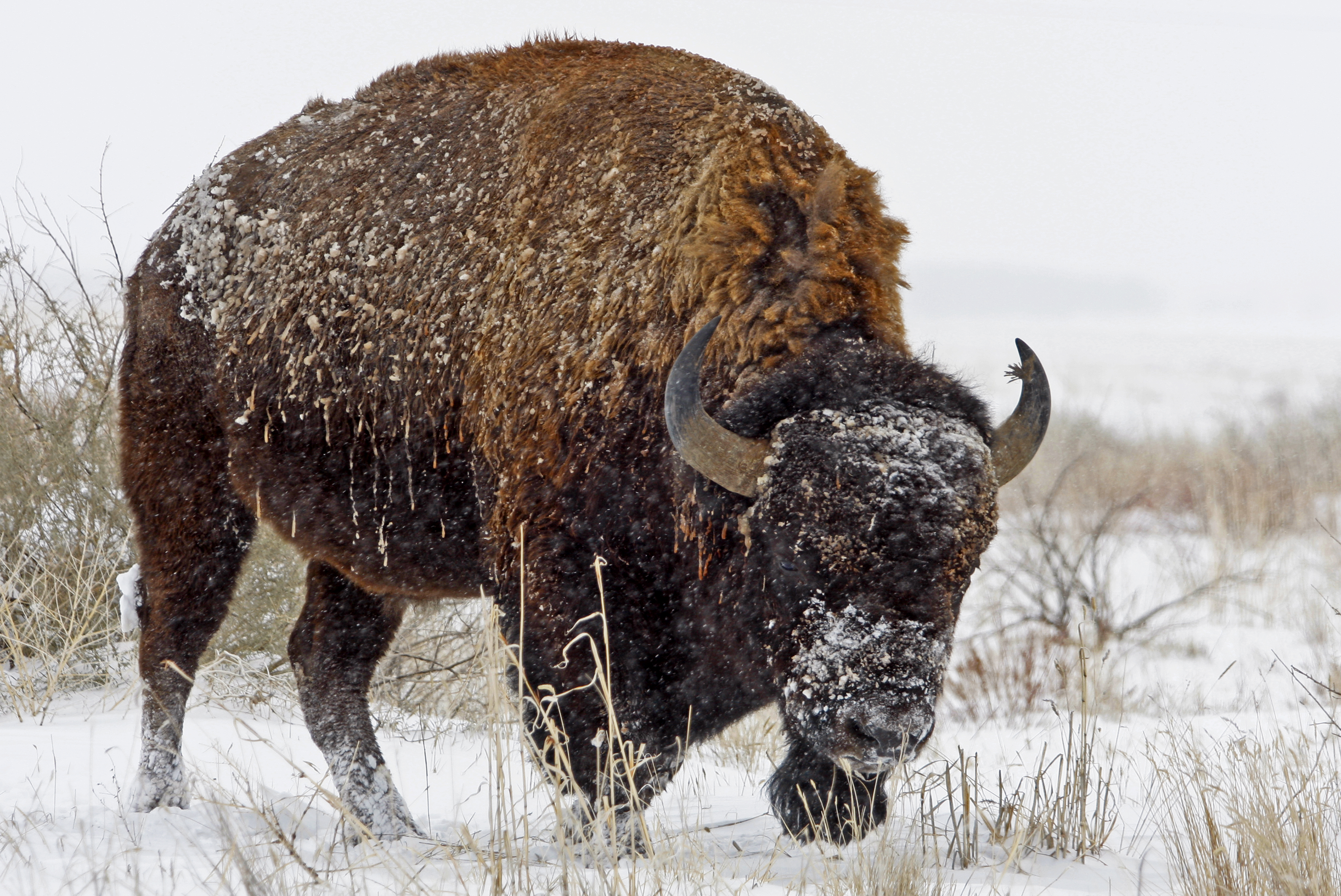 A big brown wooly animal with horns grazes in the snow at Rocky Mountain Arsenal National Wildlife Refuge outside of Denver.