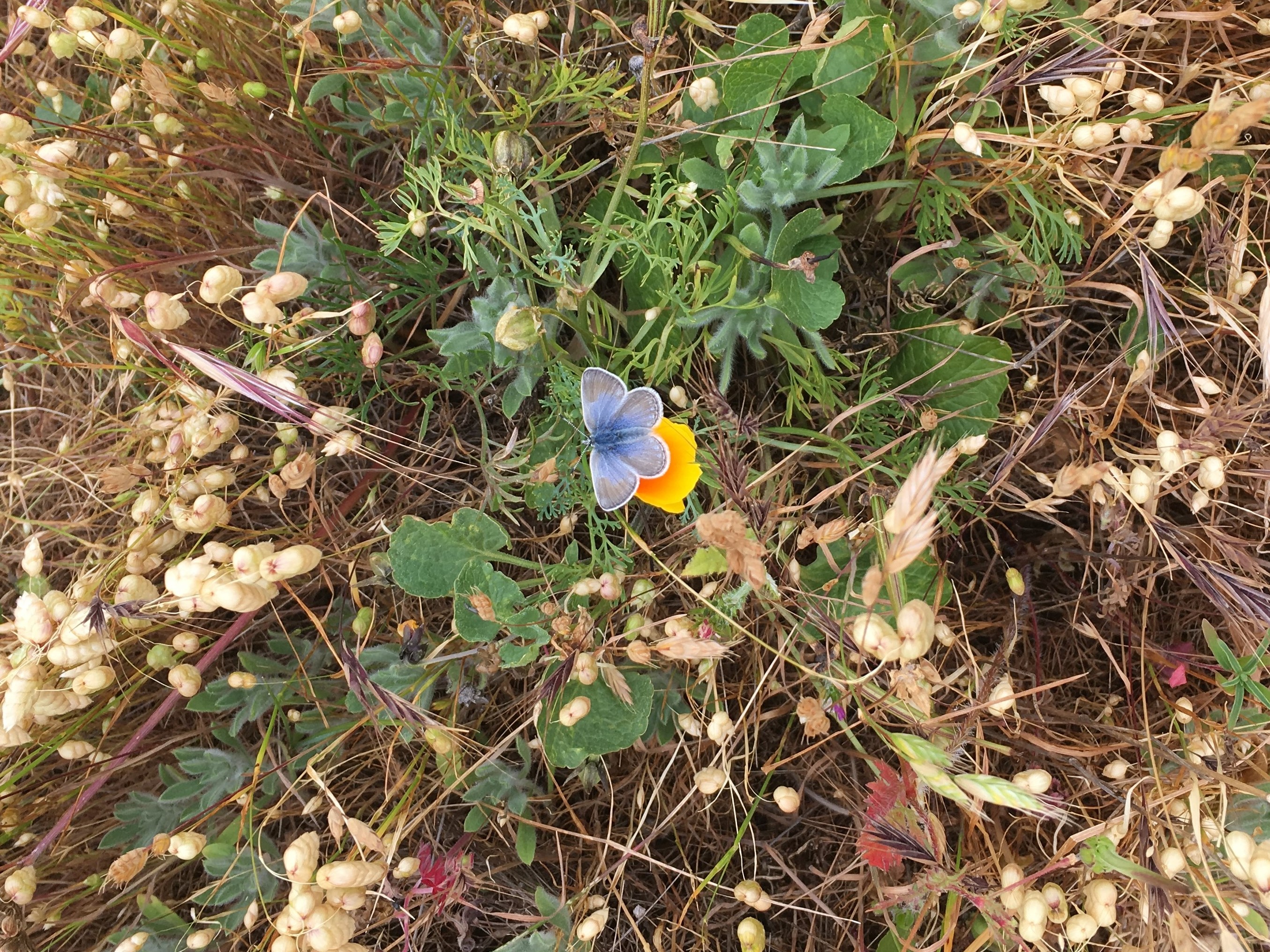A small light blue butterfly sits on an orange flower.