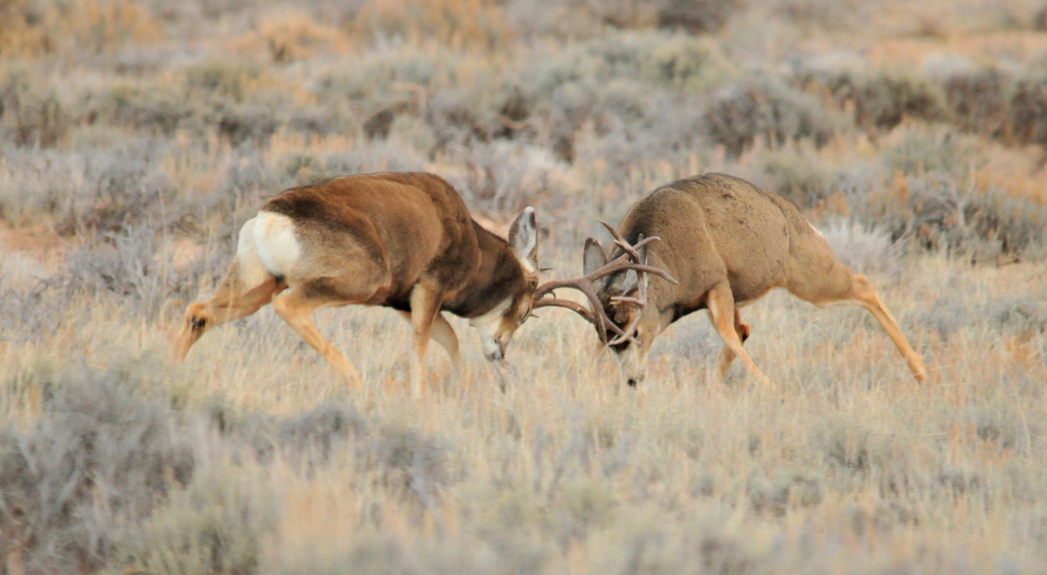 Two large brown antlered deer charge one another and butt heads
