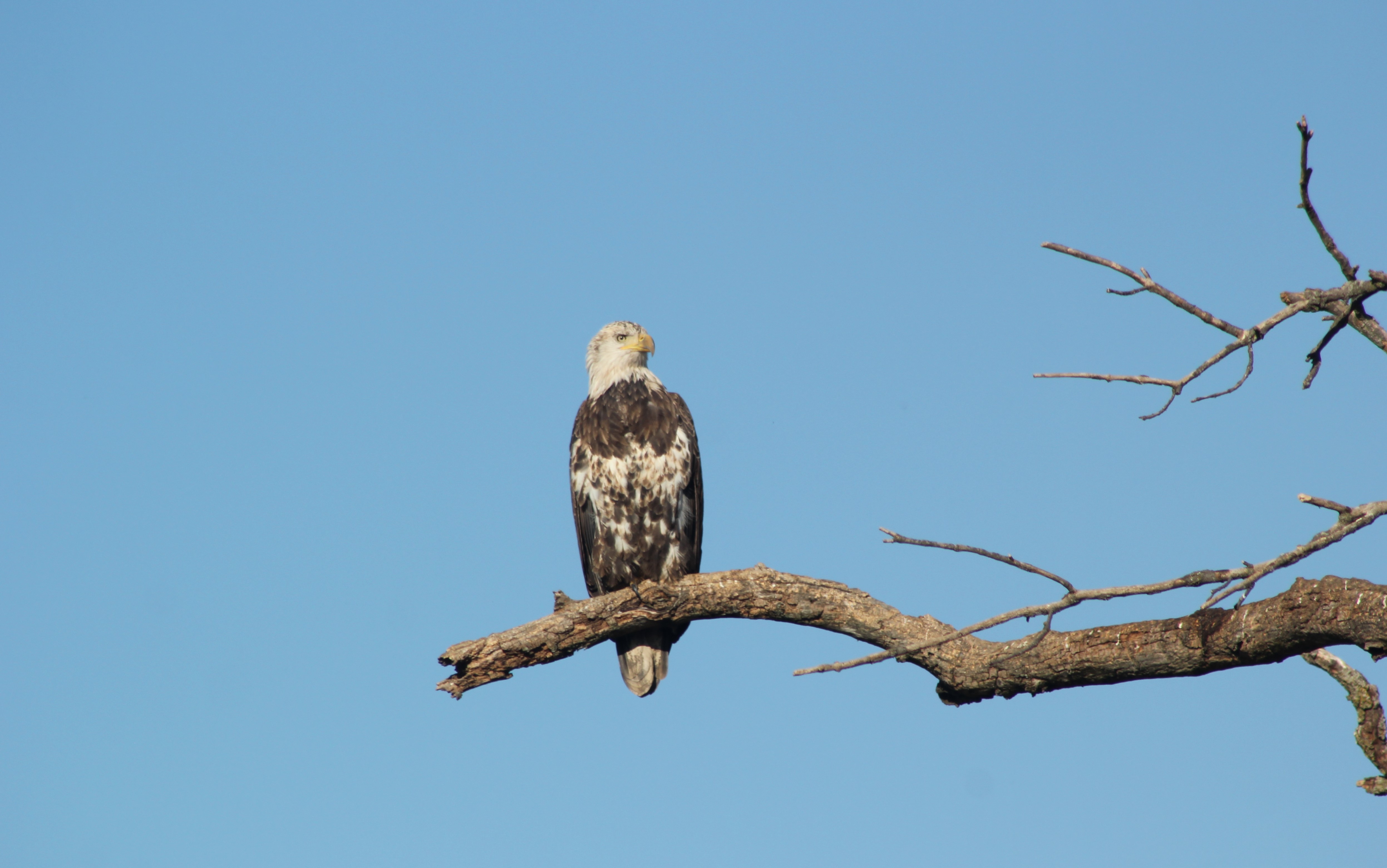 sub-adult bald eagle with mainly white head perched on dead branch against clear blue sky