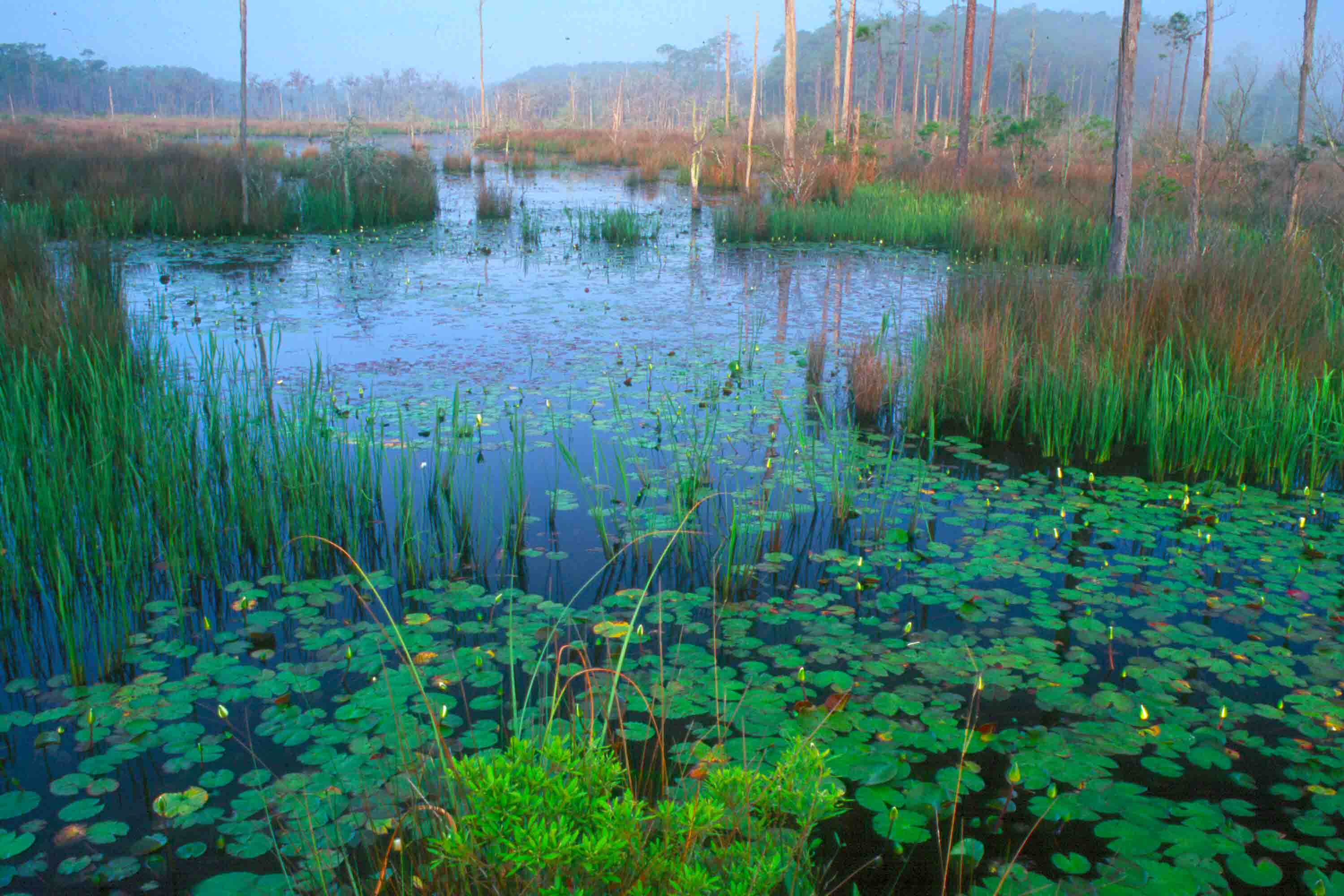 water lilies in open water edged with and marsh grass